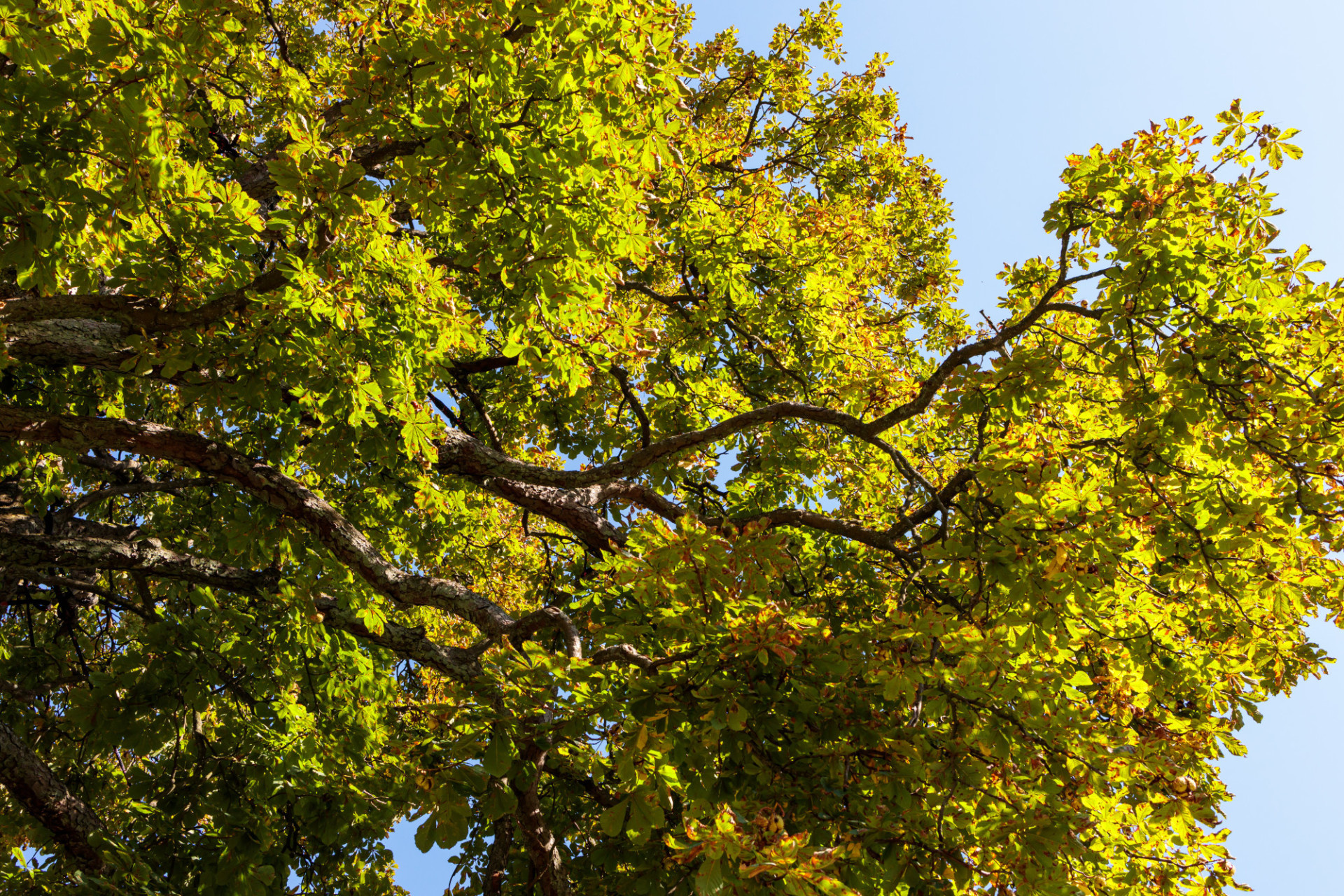 Chestnut tree, Tags, Motosha, Free stock photos, 1920x1280 HD Desktop