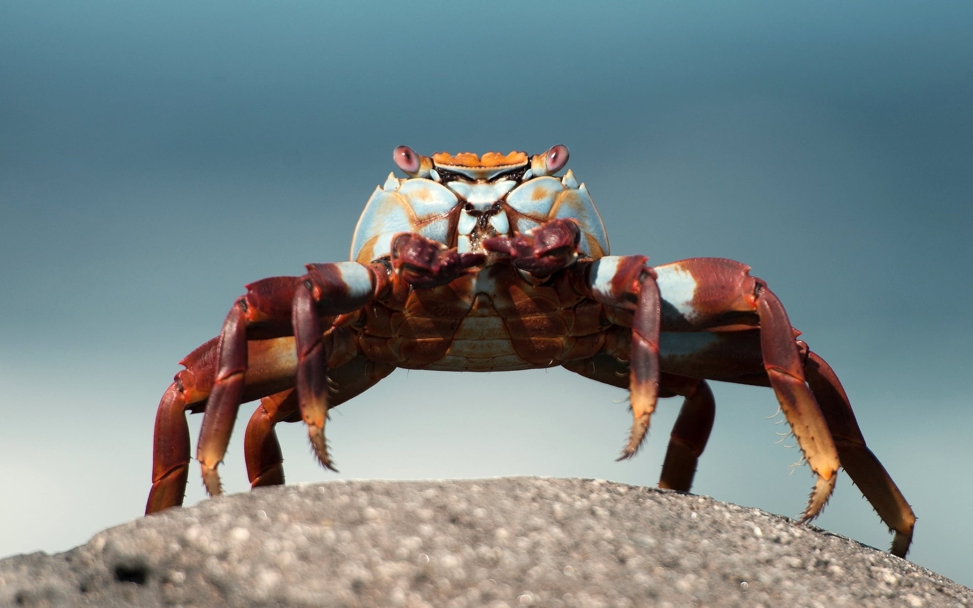 Crab, Macro photography, Brown crab, Top of the rock, 1920x1200 HD Desktop