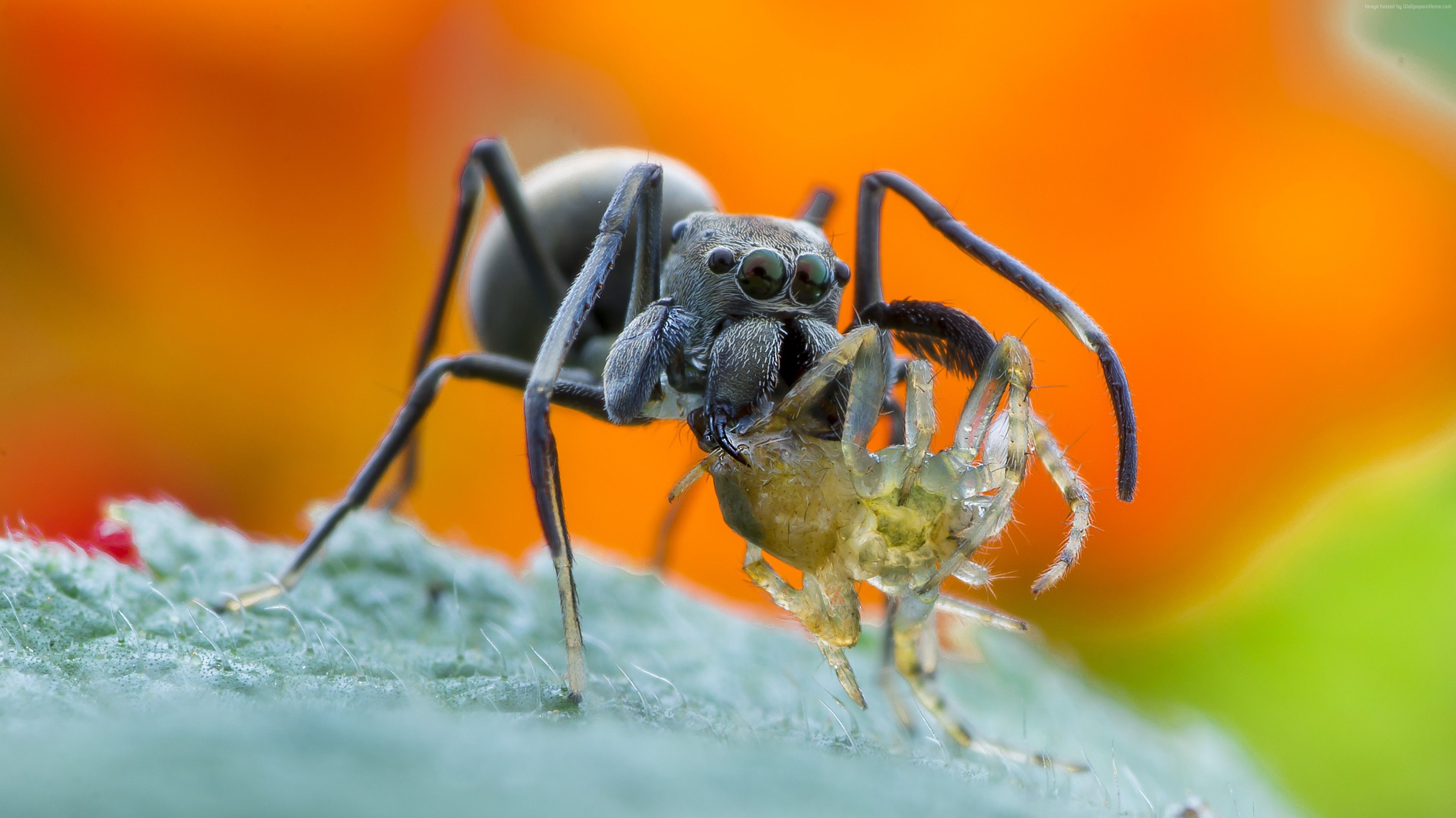 Spider animal wallpapers, Nature's beauty, Animal portraits, Wall-worthy, 3840x2160 4K Desktop