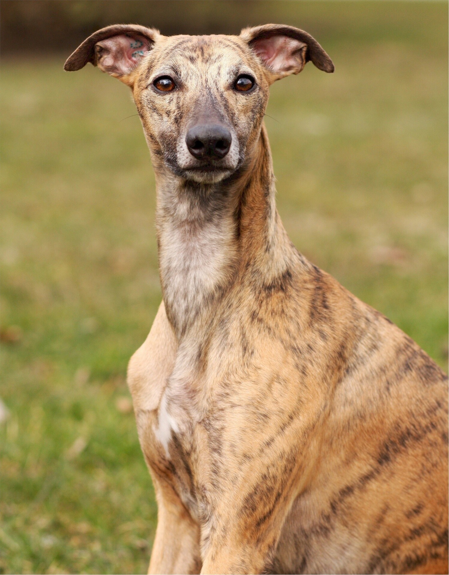 Whippet, Stock image, Public domain, Gorgeous and elegant, 1500x1920 HD Phone