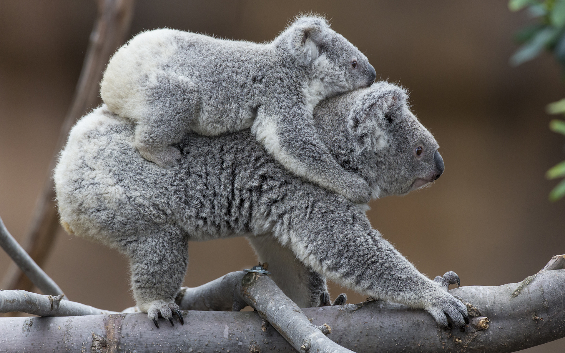 Koala baby, HD desktop, Mobile backgrounds, Koala, 1920x1200 HD Desktop