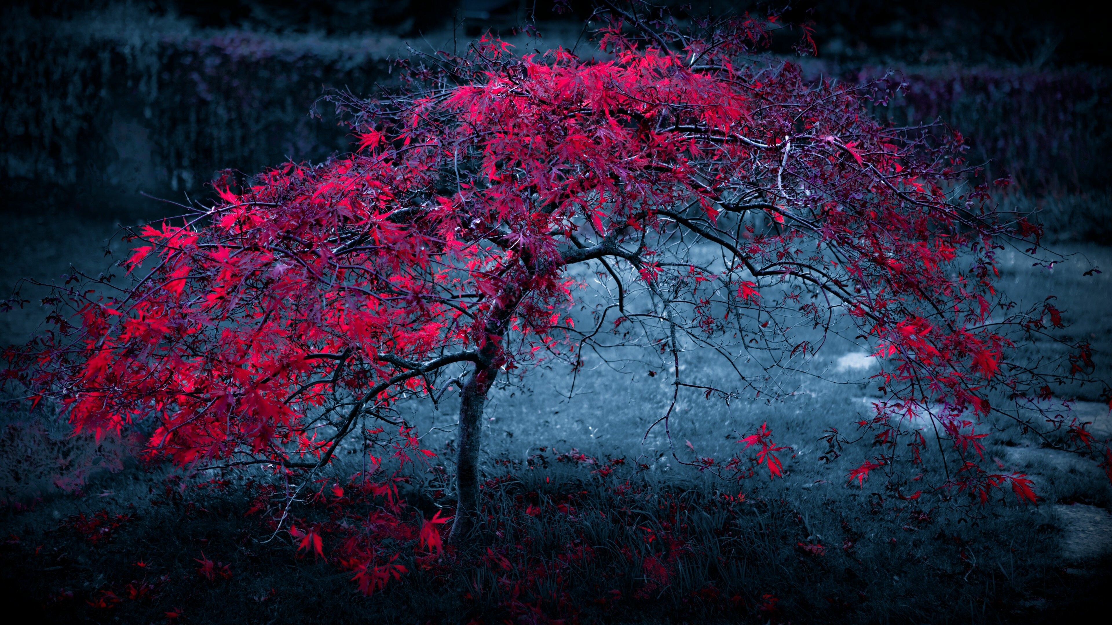 Red maple, Trees Wallpaper, 3840x2160 4K Desktop