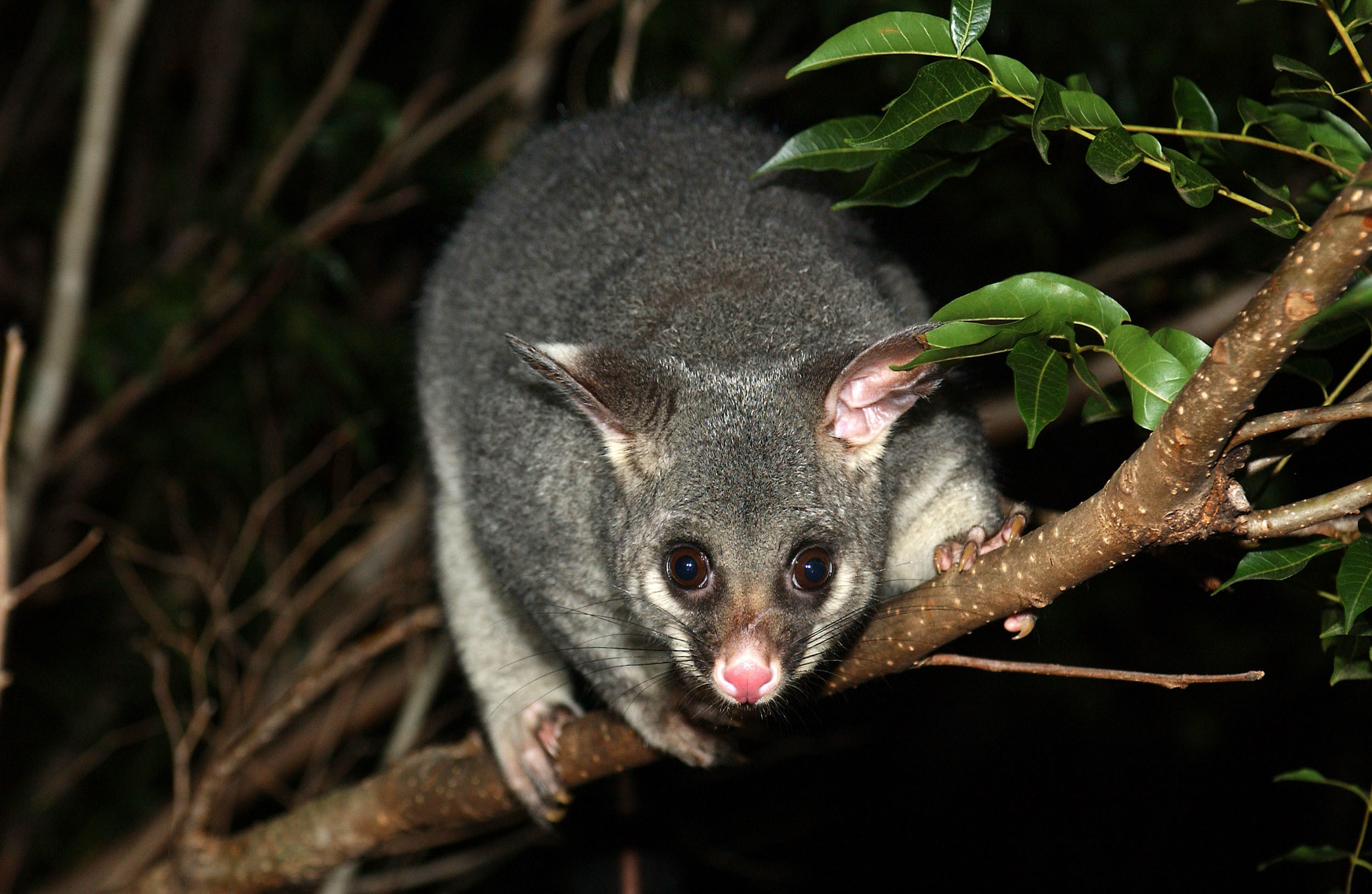 Phalangeroidea, Unique mammal, Media encyclopedia, Conservation efforts, 2500x1630 HD Desktop