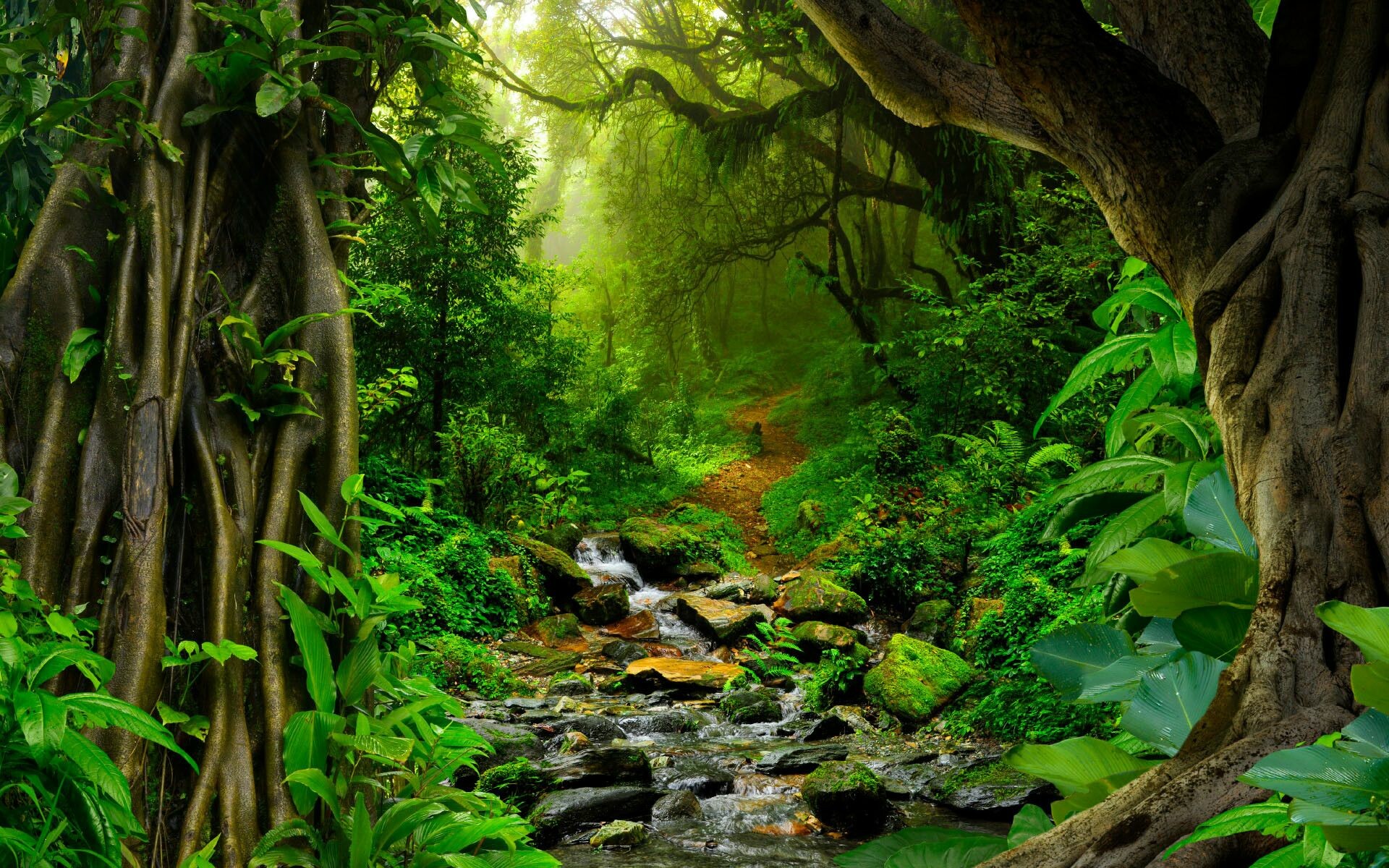 Tropical forest, Untouched beauty, 4K background, Exquisite landscapes, 1920x1200 HD Desktop