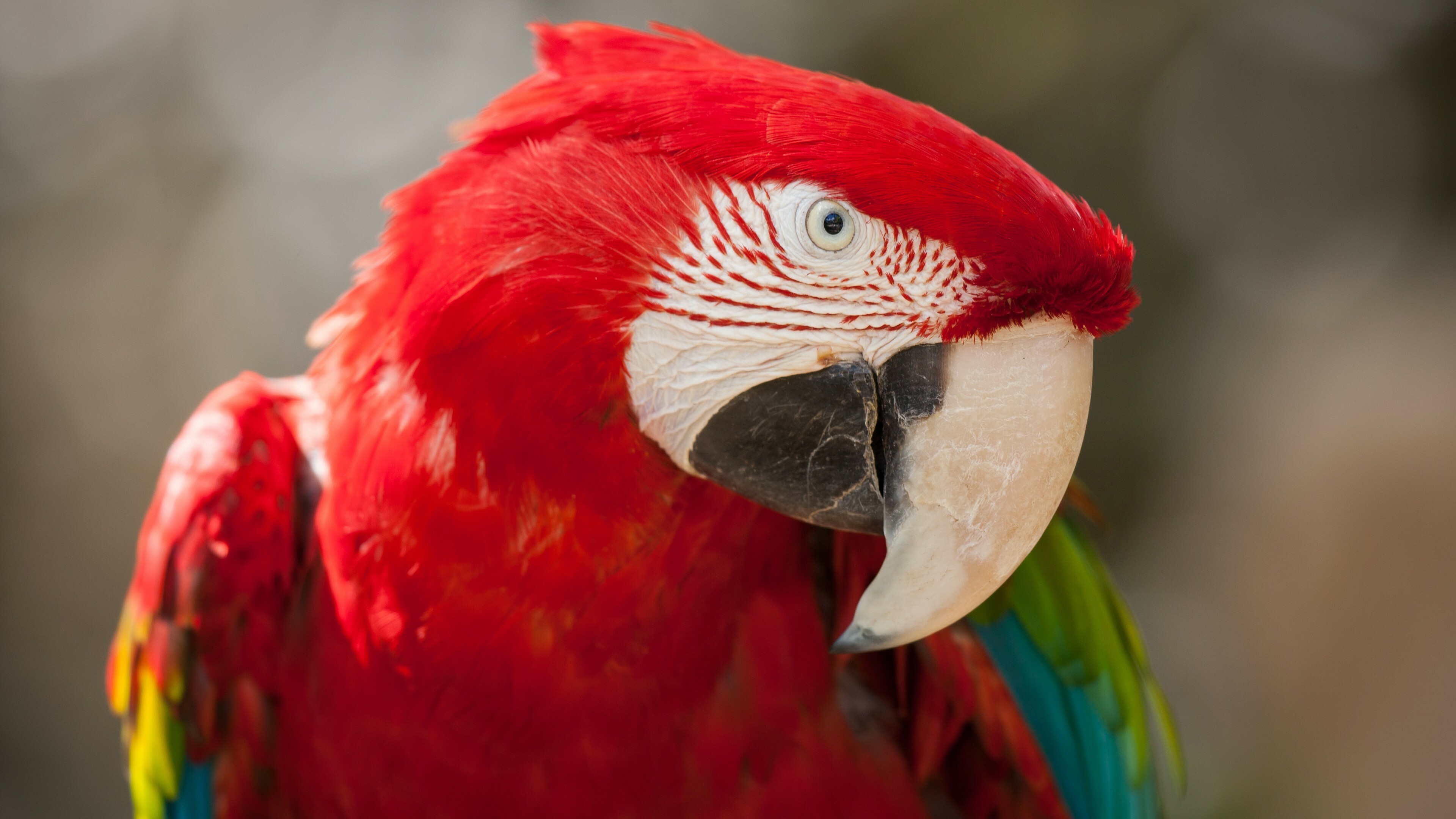 Macaw parrot wallpaper, Tropical bird beauty, Red feathered wonder, Animal photography, 3840x2160 4K Desktop