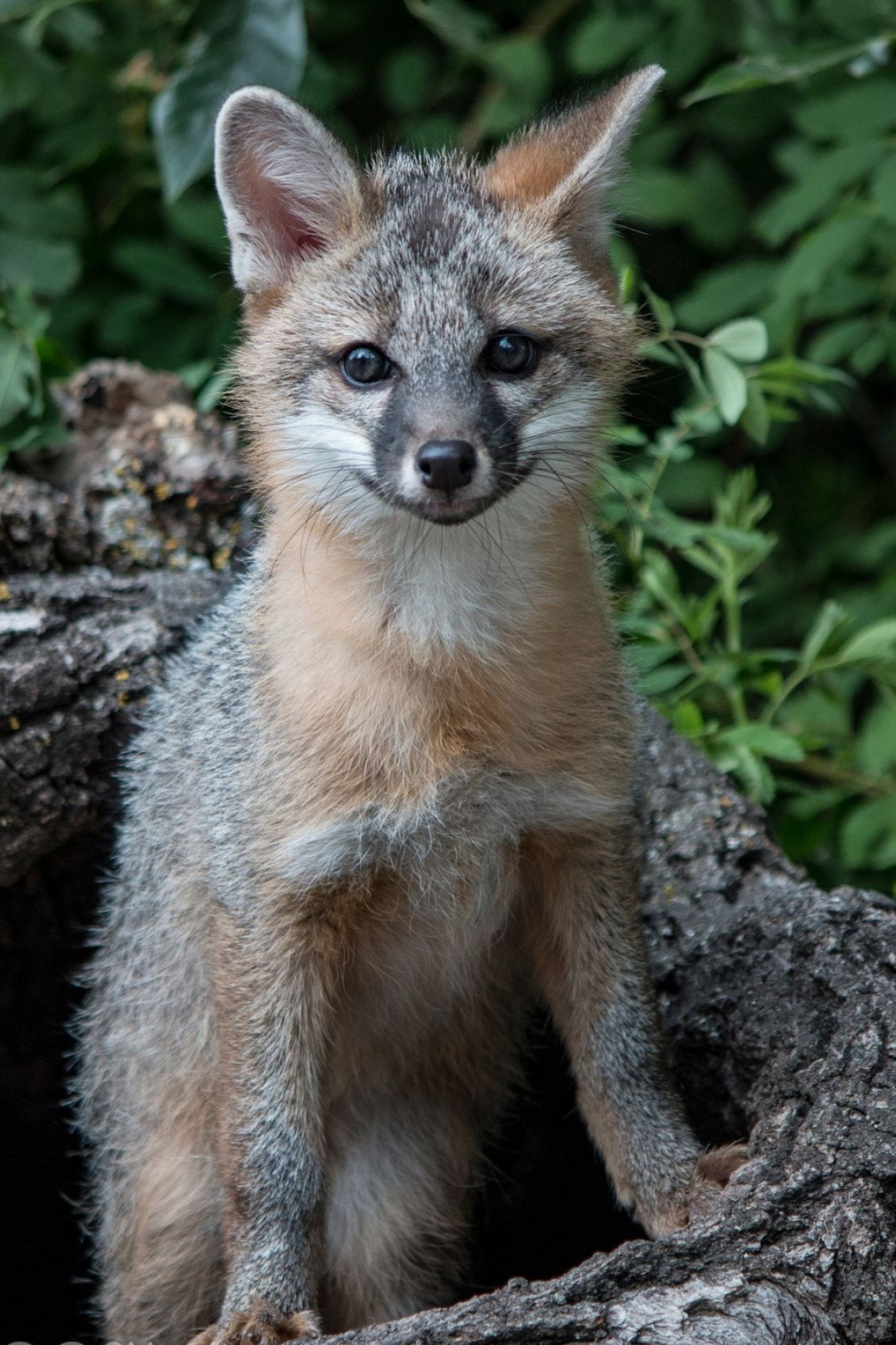 Gray Fox, Appreciating foxes, Fox-themed inspirations, Cunning and elusive creature, 1370x2050 HD Phone