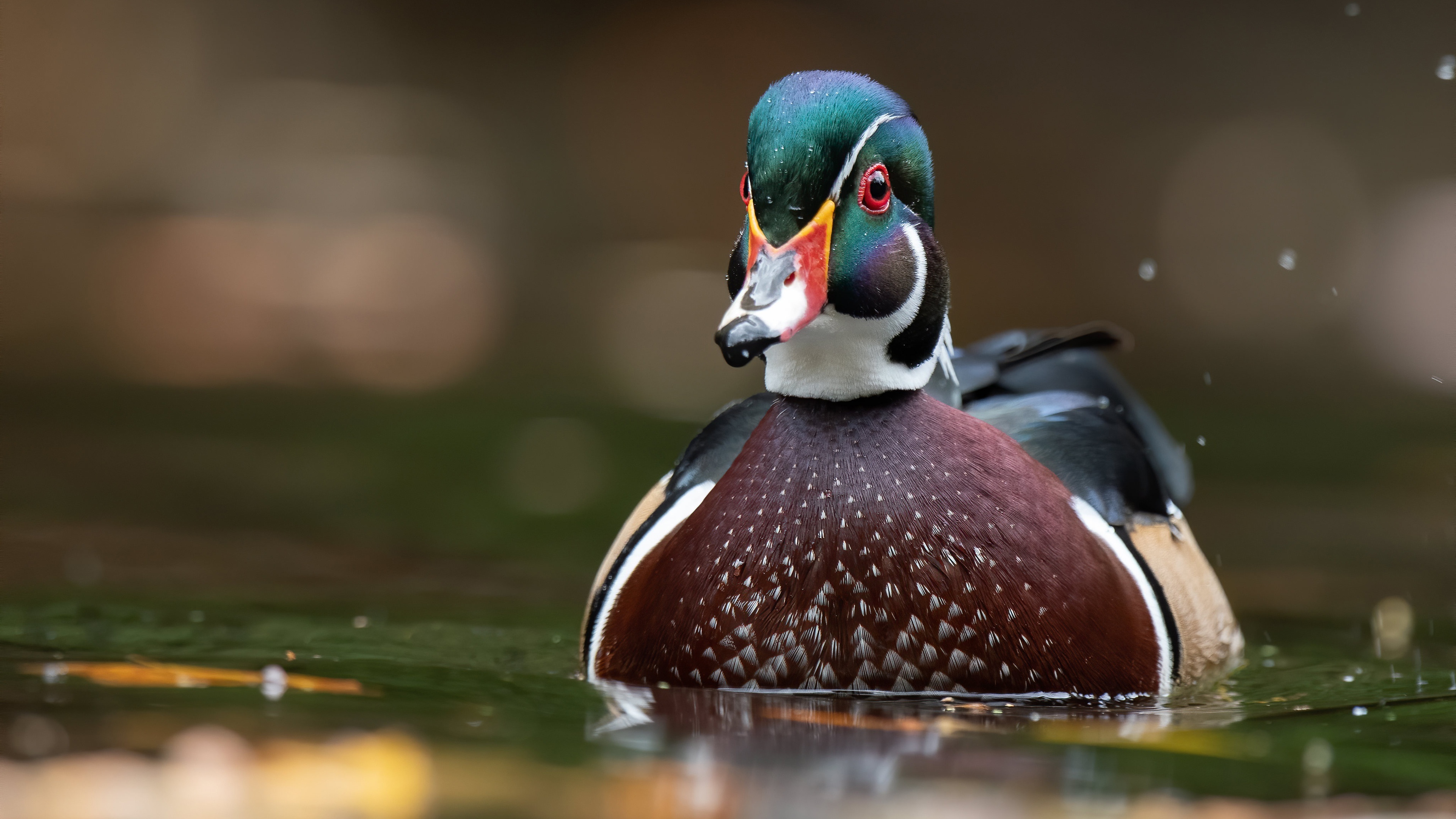 4K duck wallpapers, Stunning visuals, Immersive experience, Ultra high resolution, 3840x2160 4K Desktop