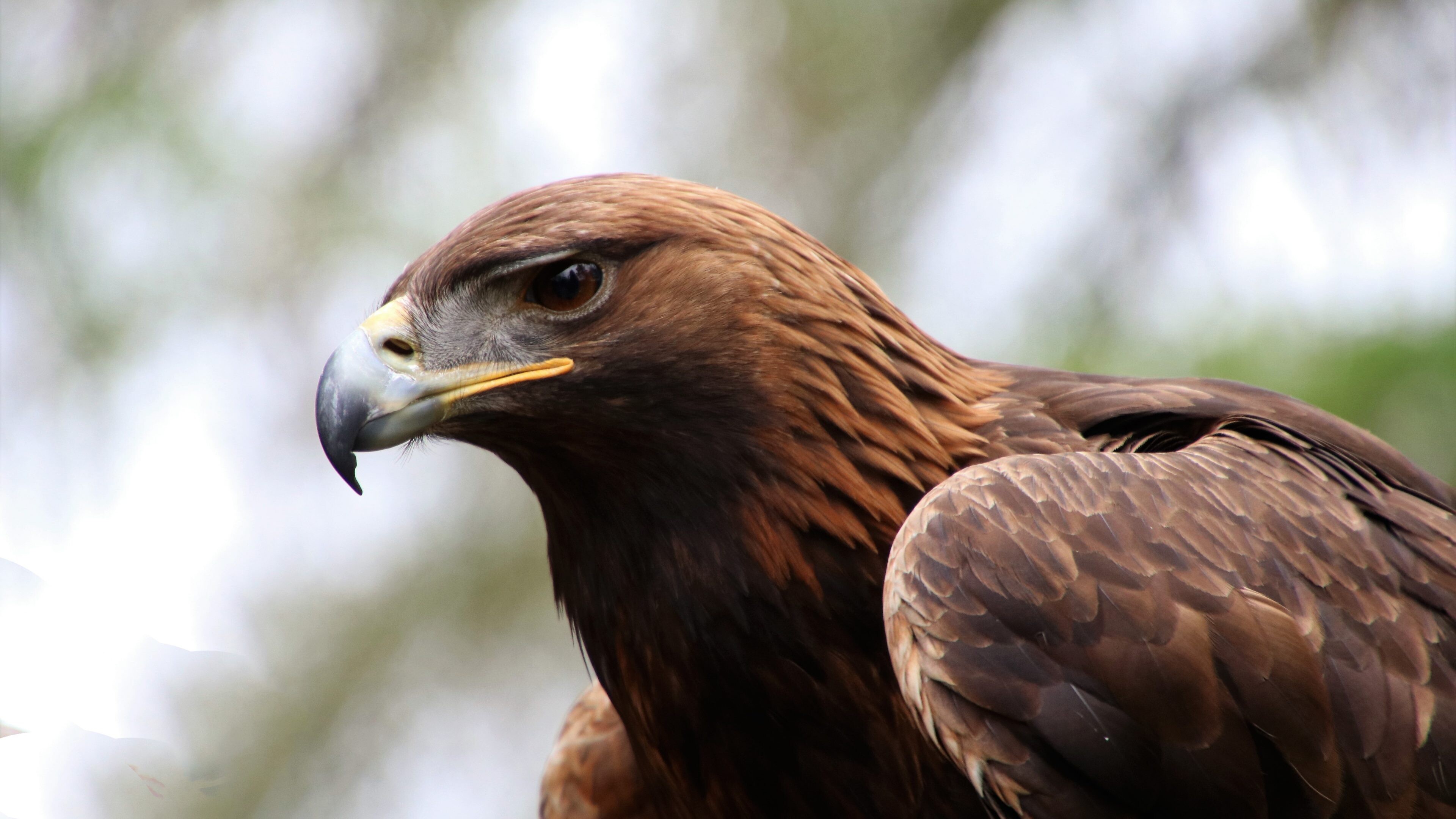 Golden Eagle in 6K, Ultra-High Definition, Exceptional Detail, Breathtaking Beauty, 3840x2160 4K Desktop