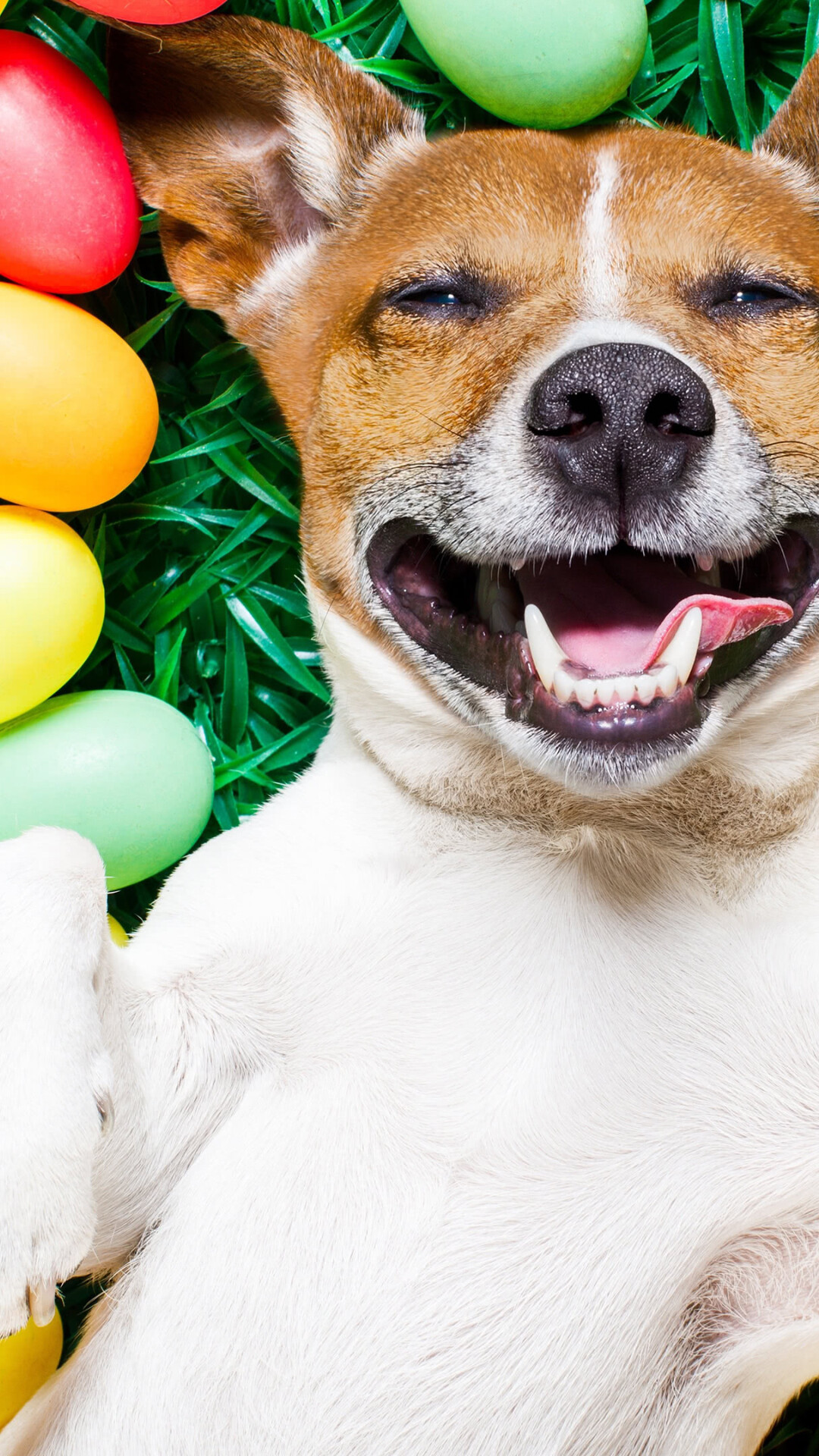 Easter dog celebration, Uplifting 4K wallpapers, Joyful atmosphere, Festive decorations, 1080x1920 Full HD Phone