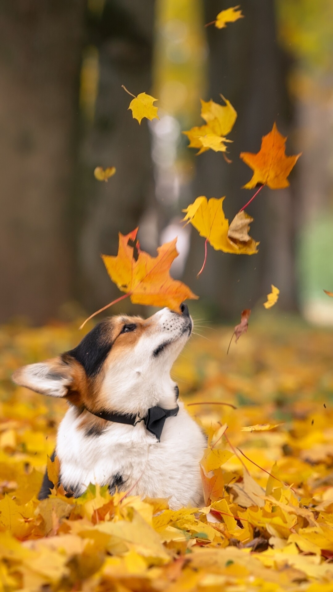 Adorable Corgi, Loyal companion, Playful antics, Irresistible cuteness, 1080x1920 Full HD Phone