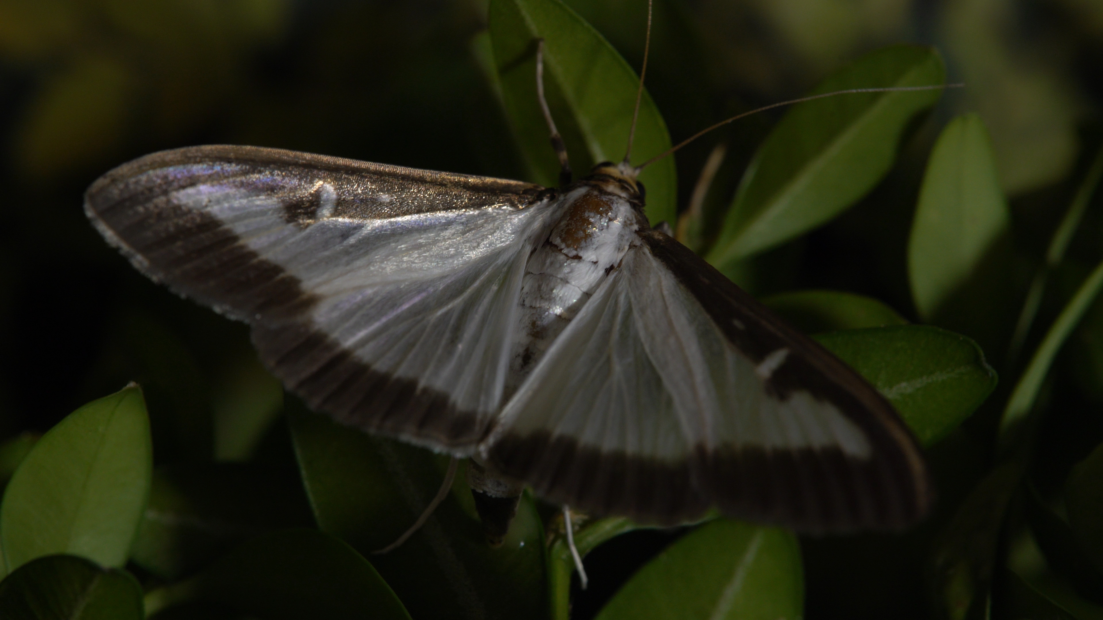 Life cycle of box tree moth, Mating and oviposition, Fascinating stages, Unique insect behavior, 3840x2160 4K Desktop