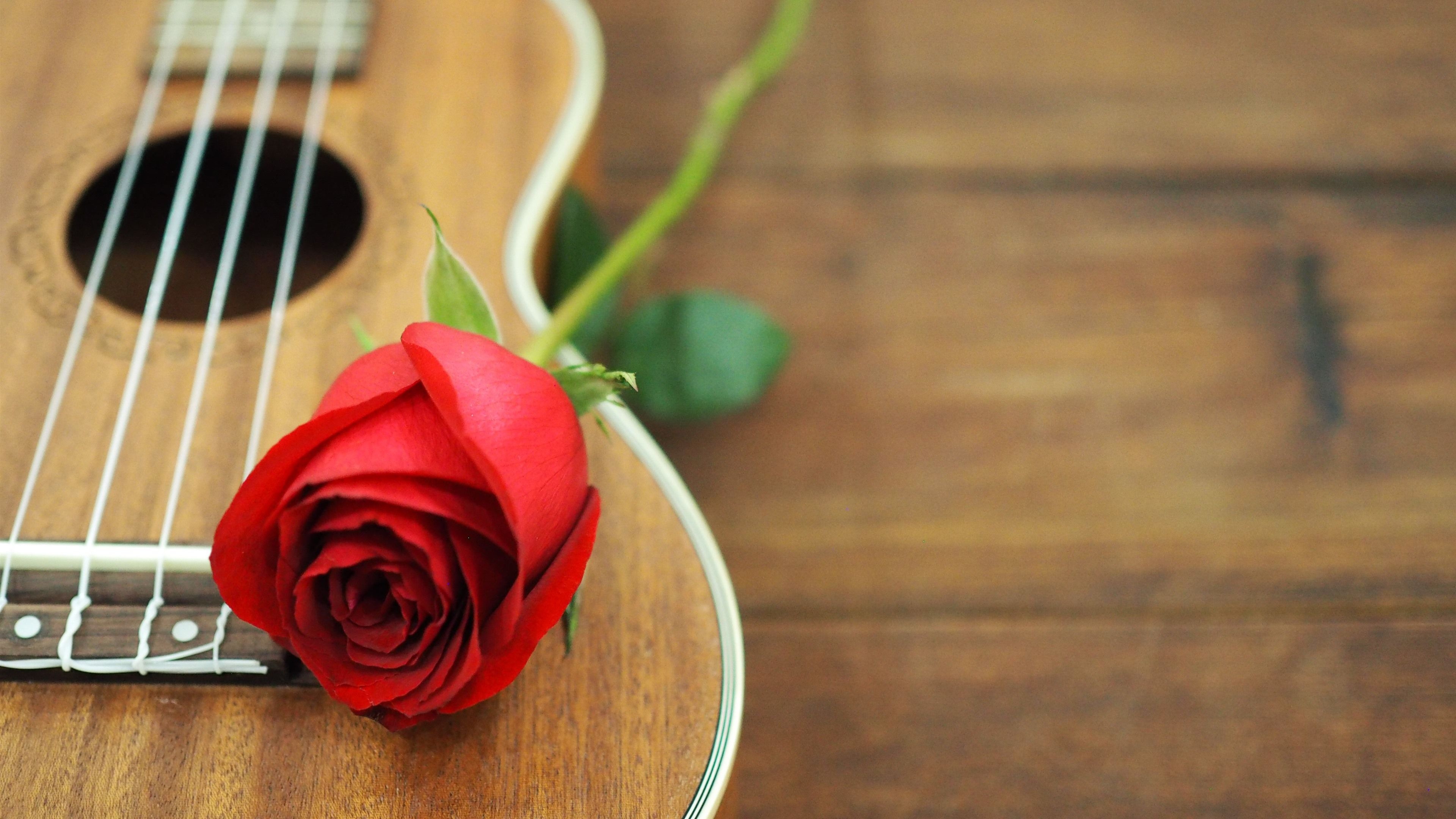 Rose, Ukulele Wallpaper, 3840x2160 4K Desktop