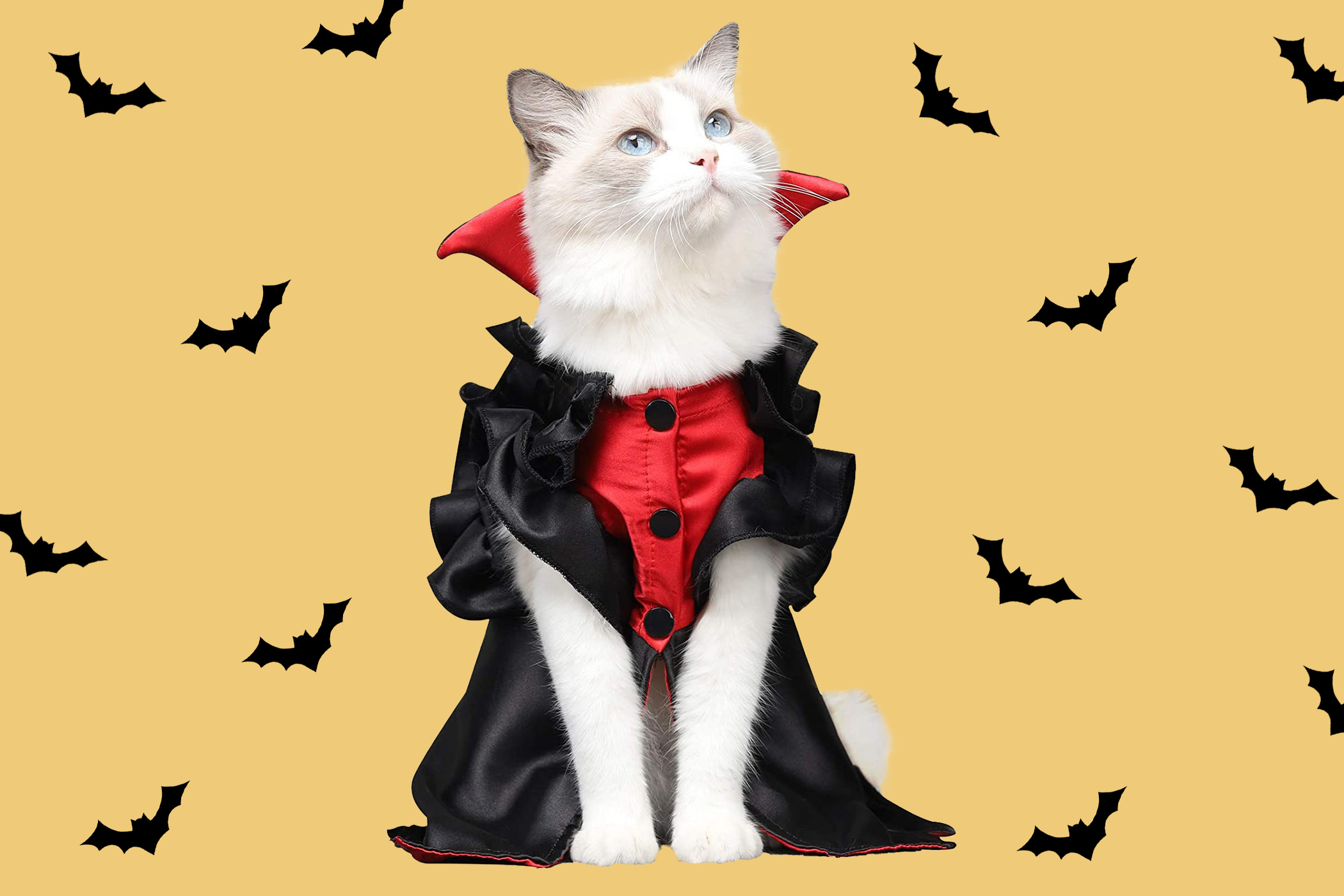 Dracula costume, Halloween Cats Wallpaper, 2100x1400 HD Desktop