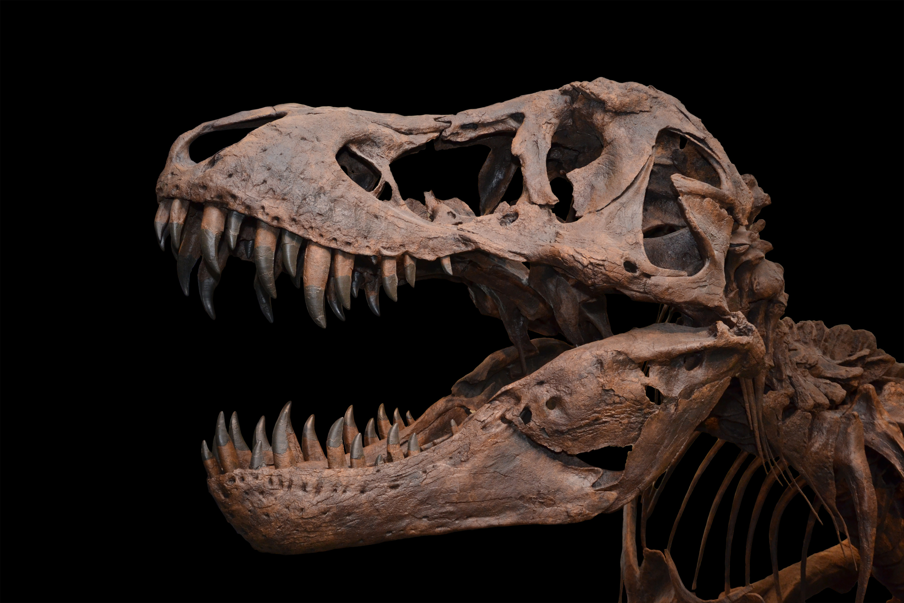 Skull, Tyrannosaurus Rex Wallpaper, 3000x2000 HD Desktop