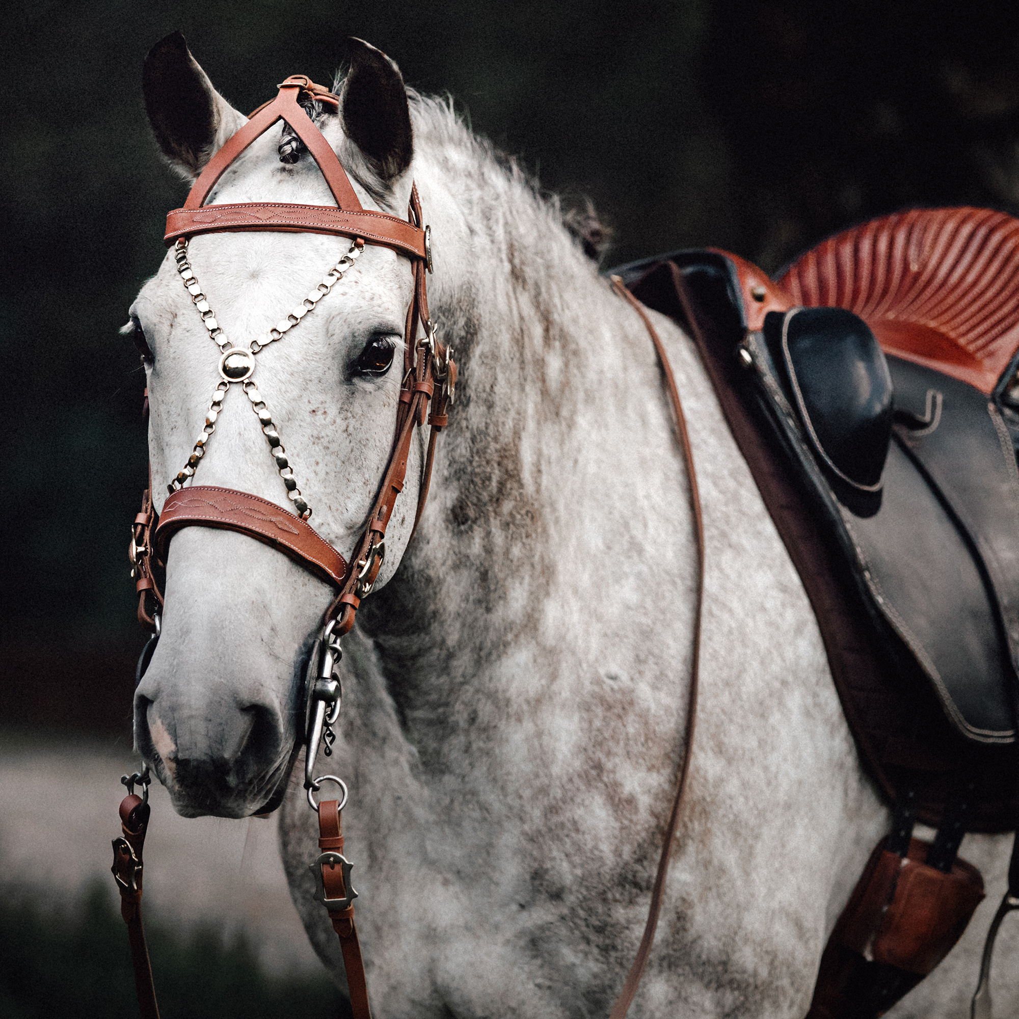 Horse, Equitation Wallpaper, 2000x2000 HD Phone