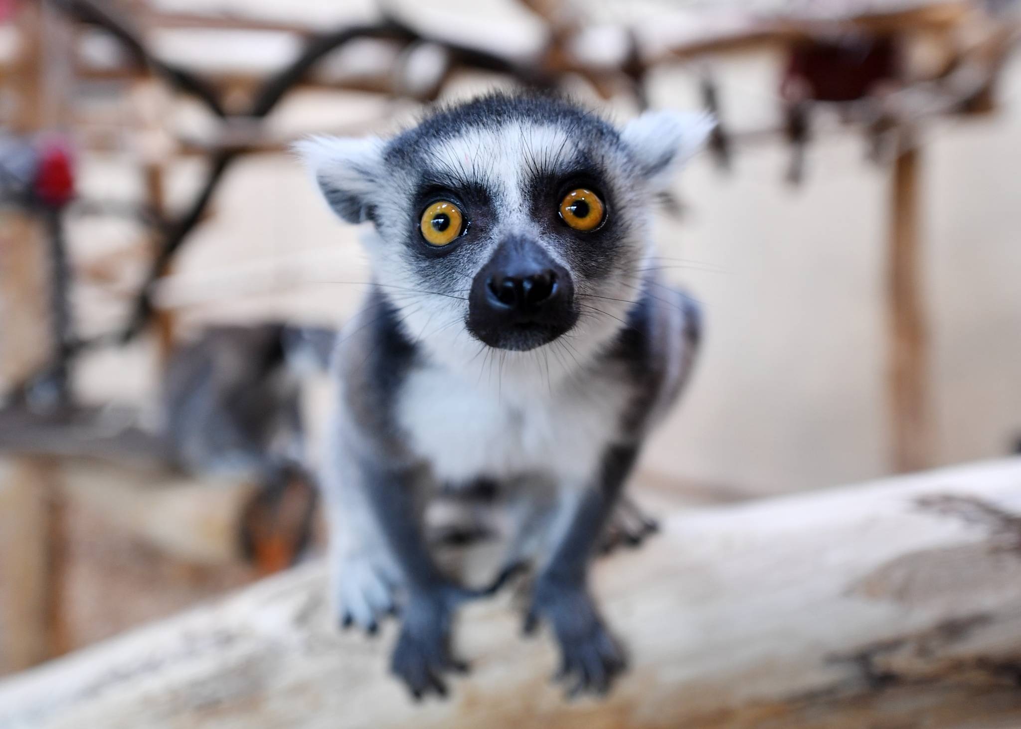 Ring Tailed Lemur, Animals, Kidnap drama, Home at the zoo, 2050x1470 HD Desktop