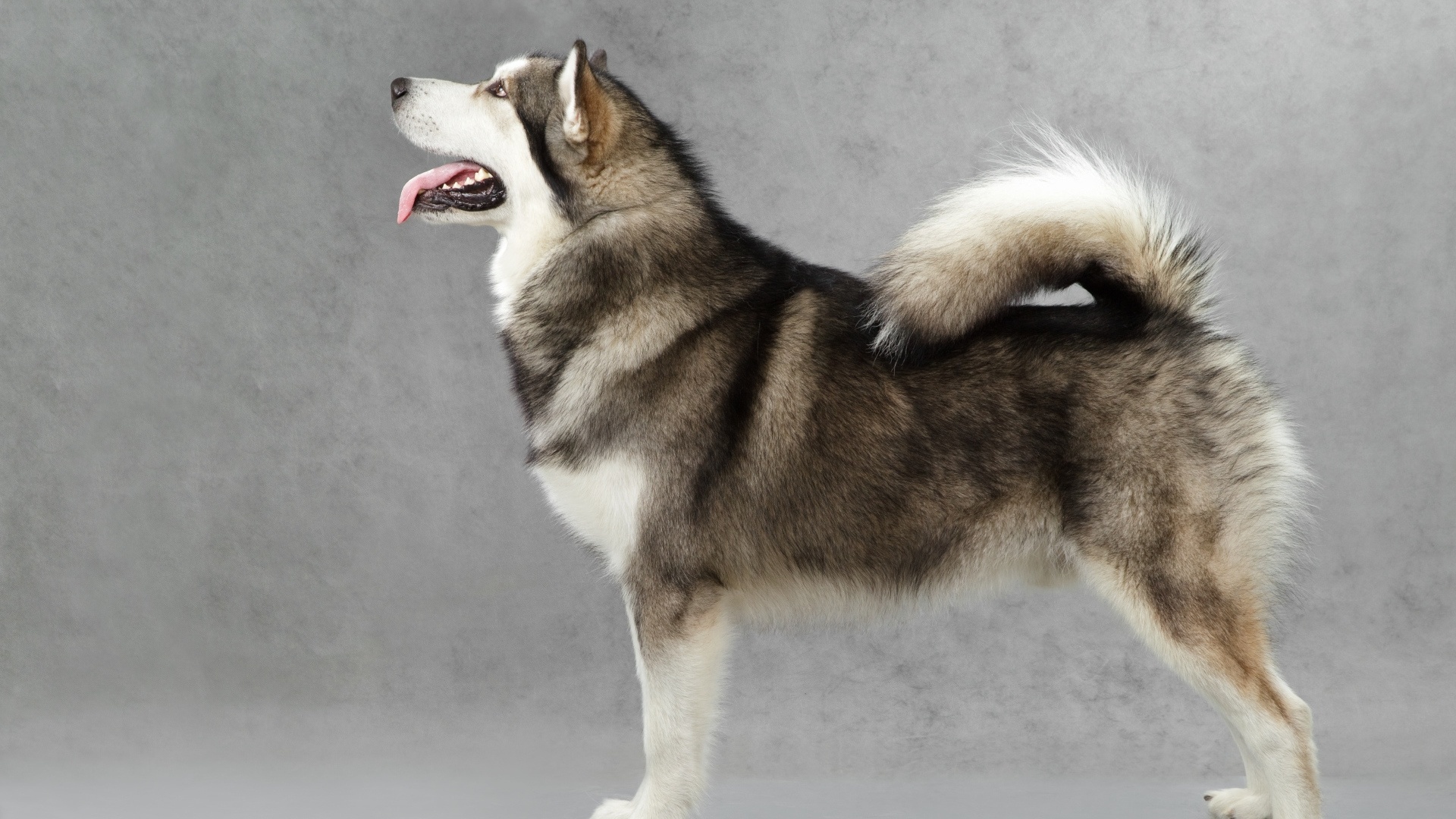 Alaskan Malamute phone wallpaper, John peltier, Husky wallpaper, Alaskan Malamute, 1920x1080 Full HD Desktop