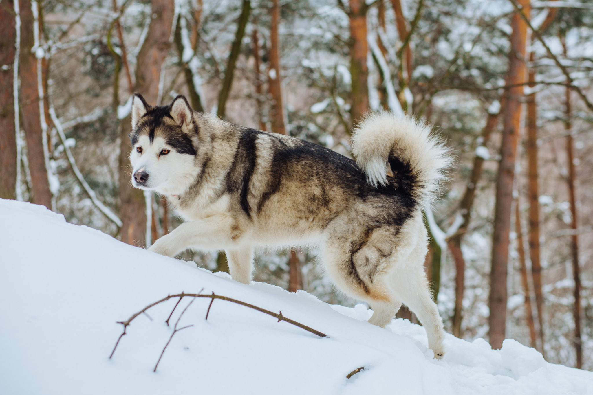 Alaskan Malamute charakter haltung, Pflege zooplus, Alaskan Malamute, Dog care, 2050x1370 HD Desktop