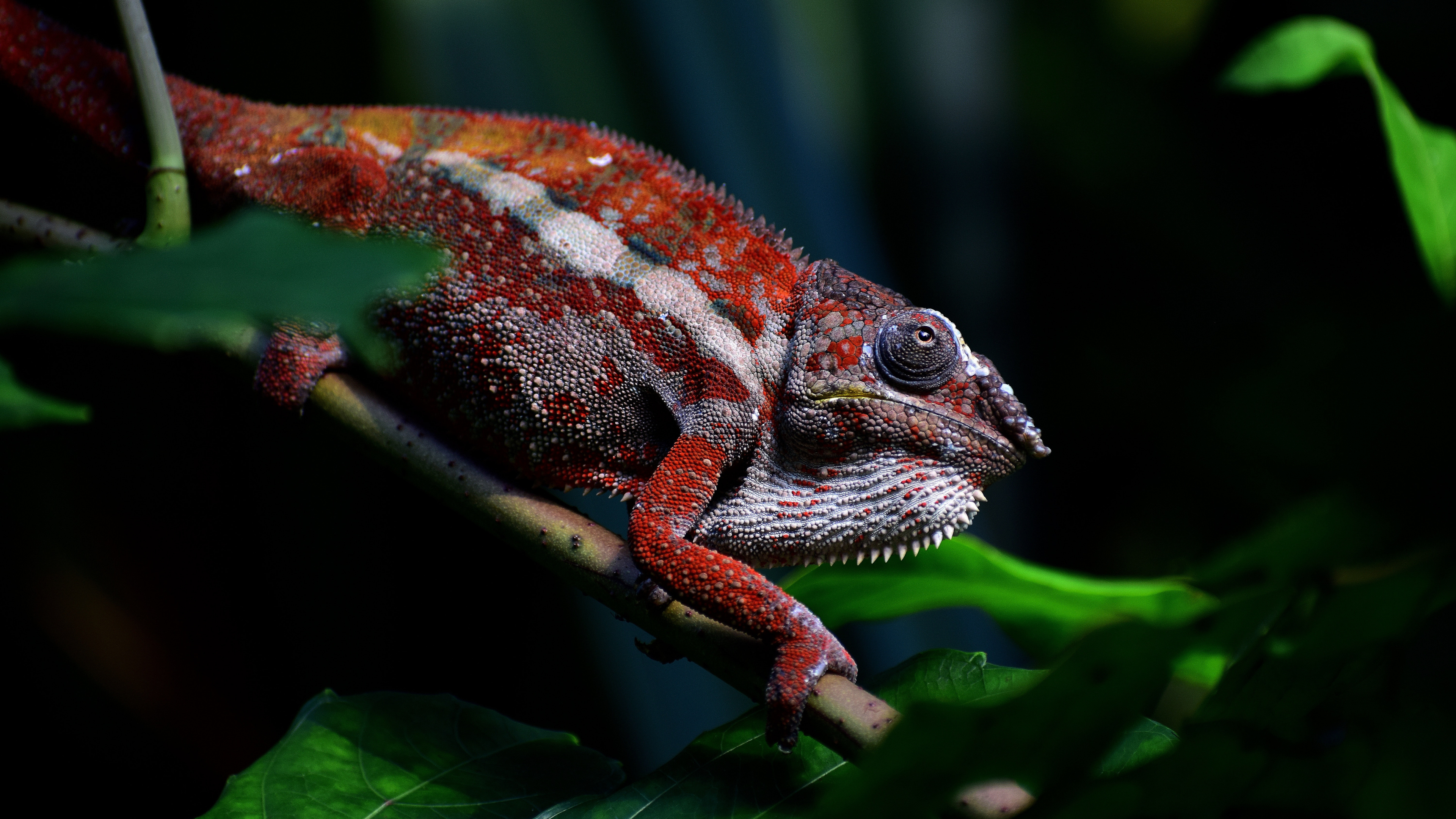 Lizard wallpapers, Ultra hd quality, Free download, Visual appeal, 3840x2160 4K Desktop