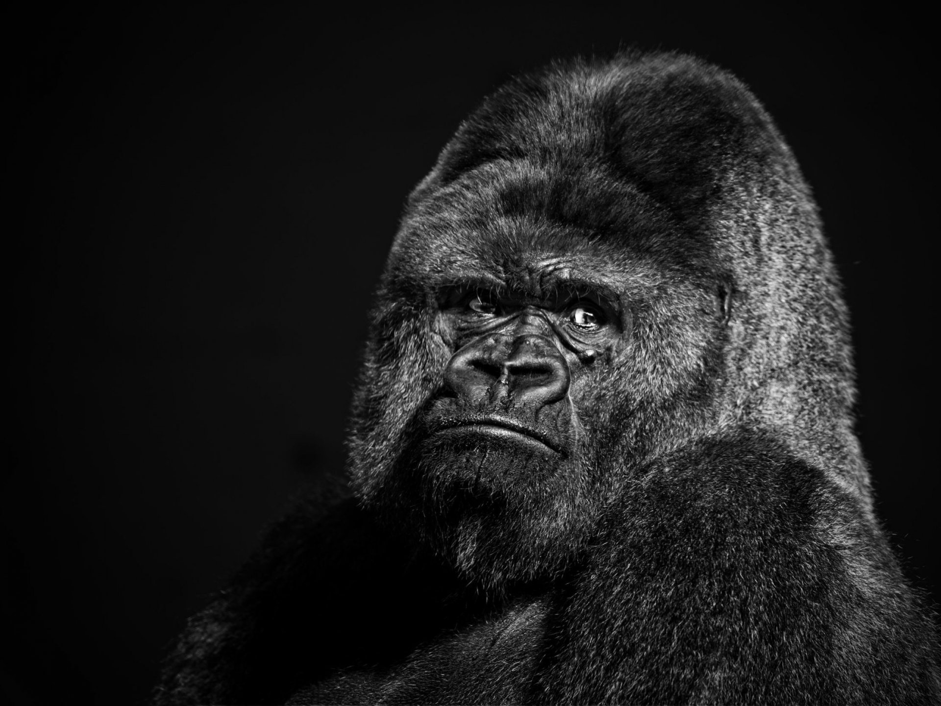 HD gorilla wallpapers, Nature's marvel, Photographic excellence, Stunning visuals, 1920x1440 HD Desktop