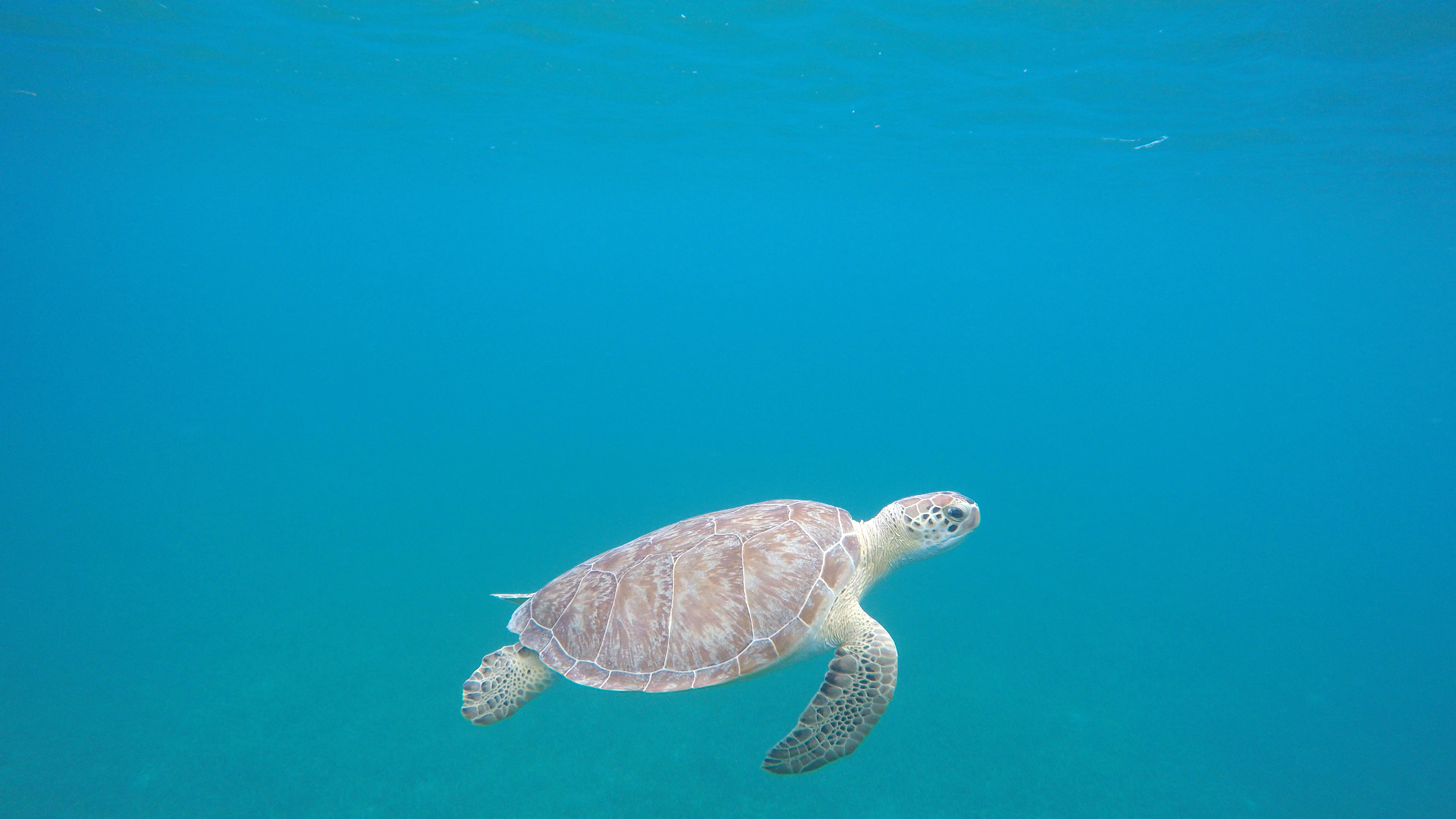 Playa Tamarindo wildlife, Turtles and birds, Coastal wonders, Nature's harmony, 3840x2160 4K Desktop