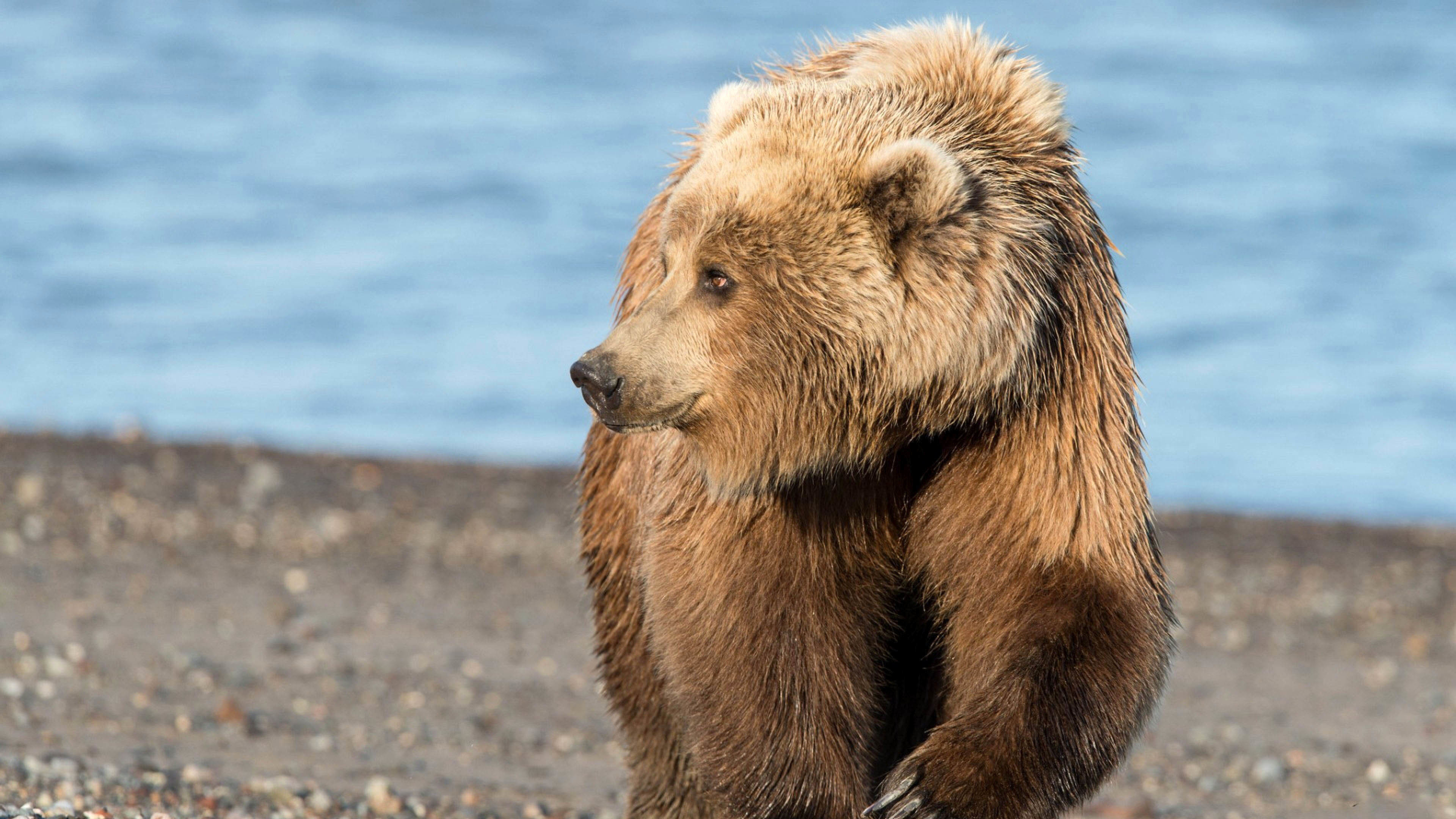 Nature's awe-inspiring creation, Mighty grizzly, Wildlife photography, Bear in the wild, 3840x2160 4K Desktop