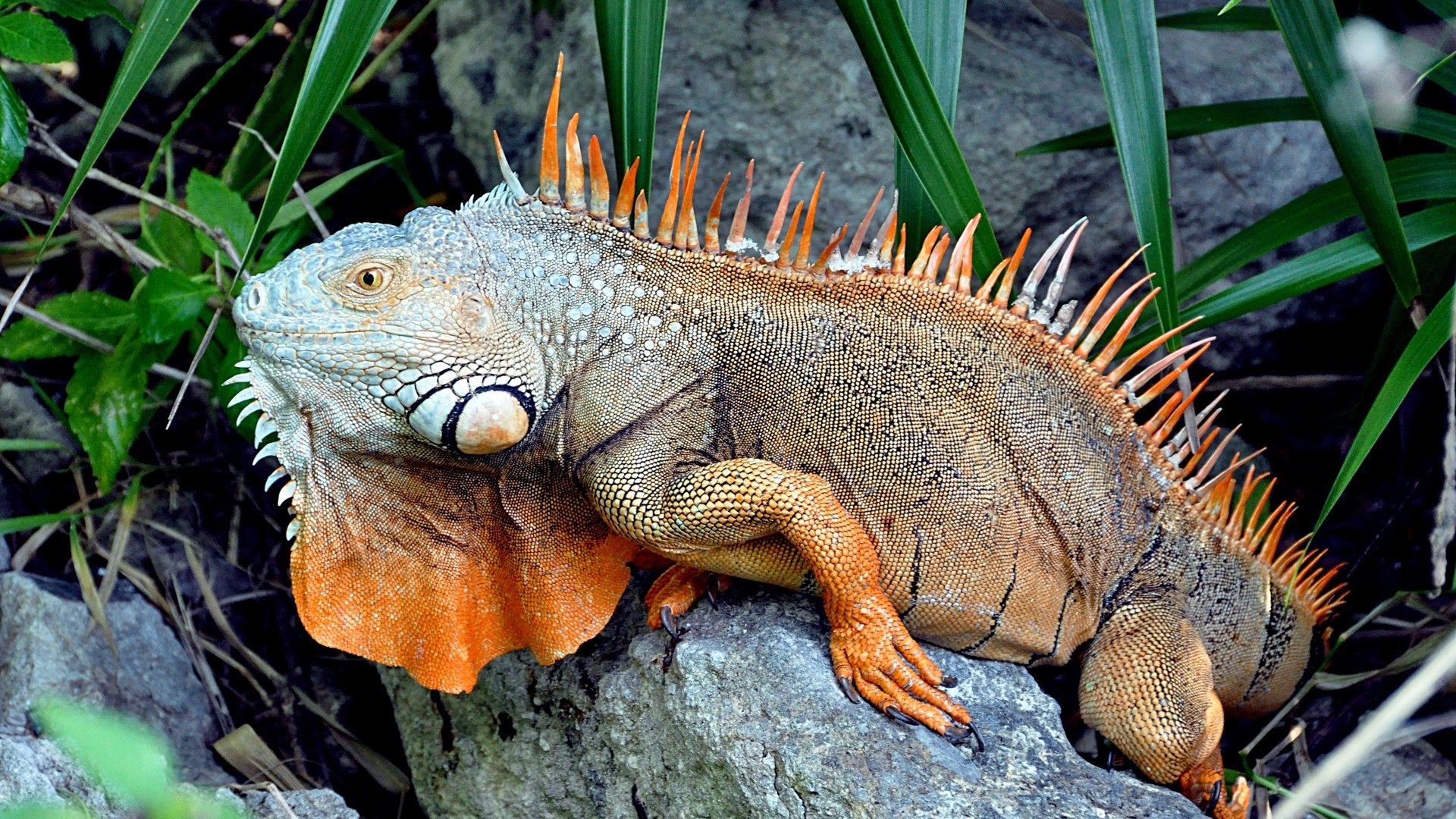 Iguana, HD wallpaper, Detailed texture, Reptile photography, 1920x1080 Full HD Desktop