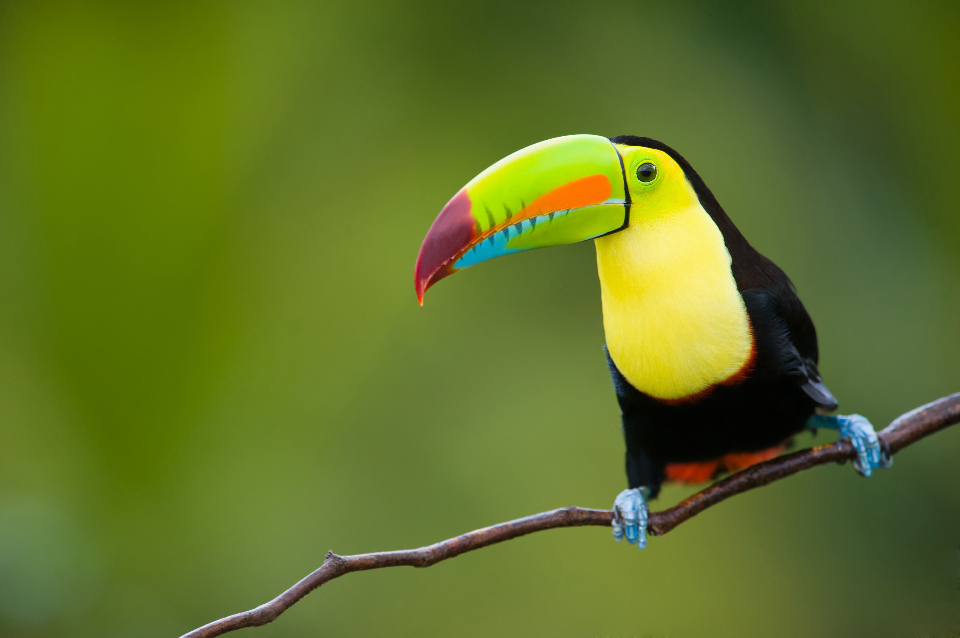 Keel-billed, Toucans Wallpaper, 3200x2130 HD Desktop