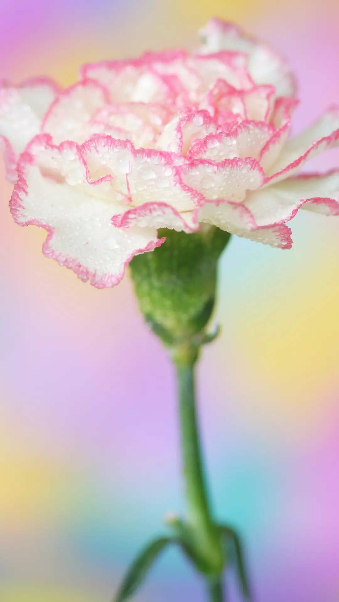 Birth flower, Story, Times of India, 1080x1920 Full HD Phone