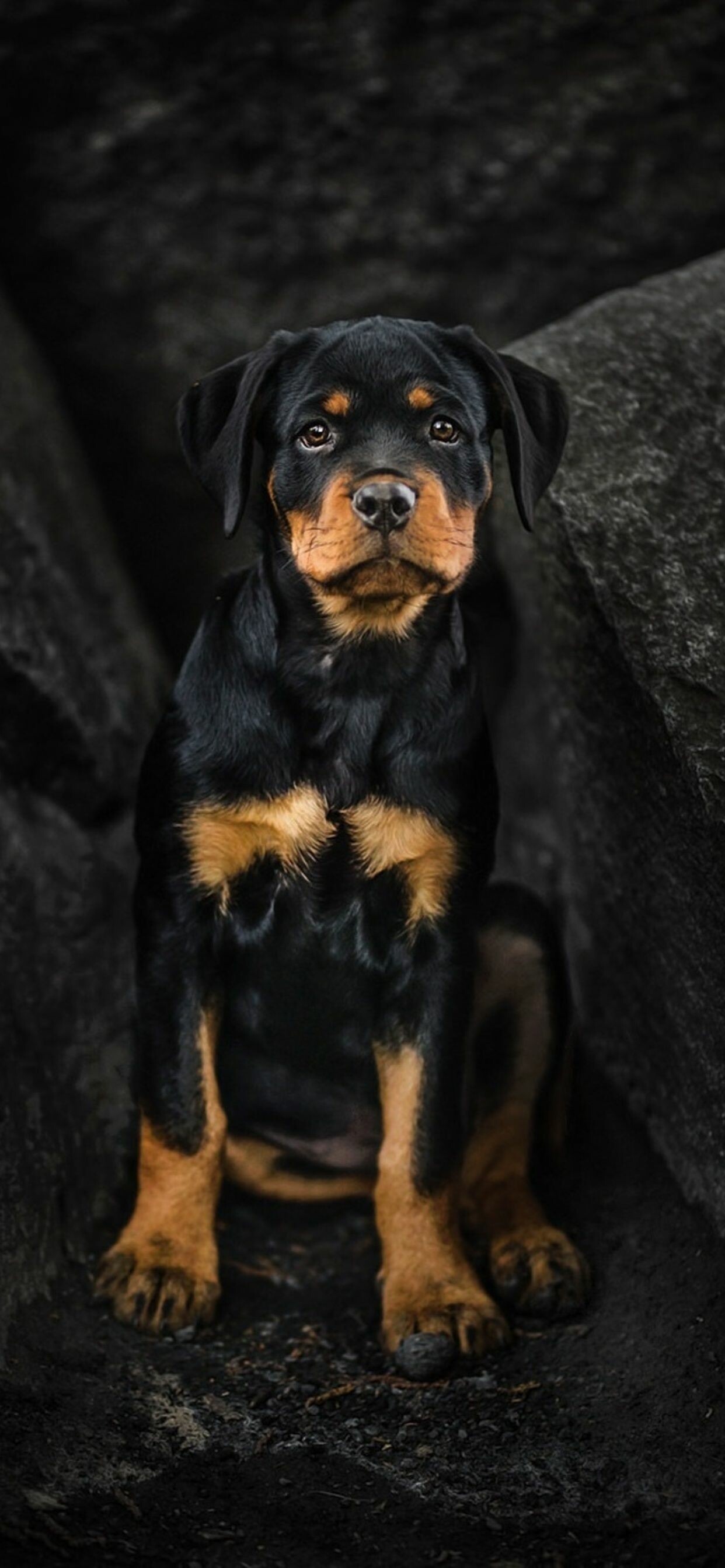 Rottweiler, Dogs Wallpaper, 1250x2690 HD Phone