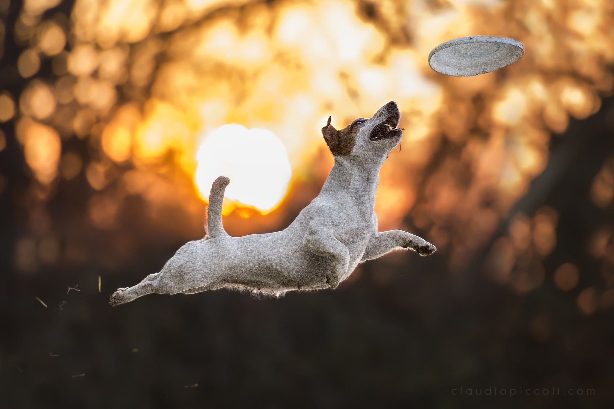 Flying disc sports, White and brown dog, Sunlight photography, HD wallpaper, 2050x1370 HD Desktop