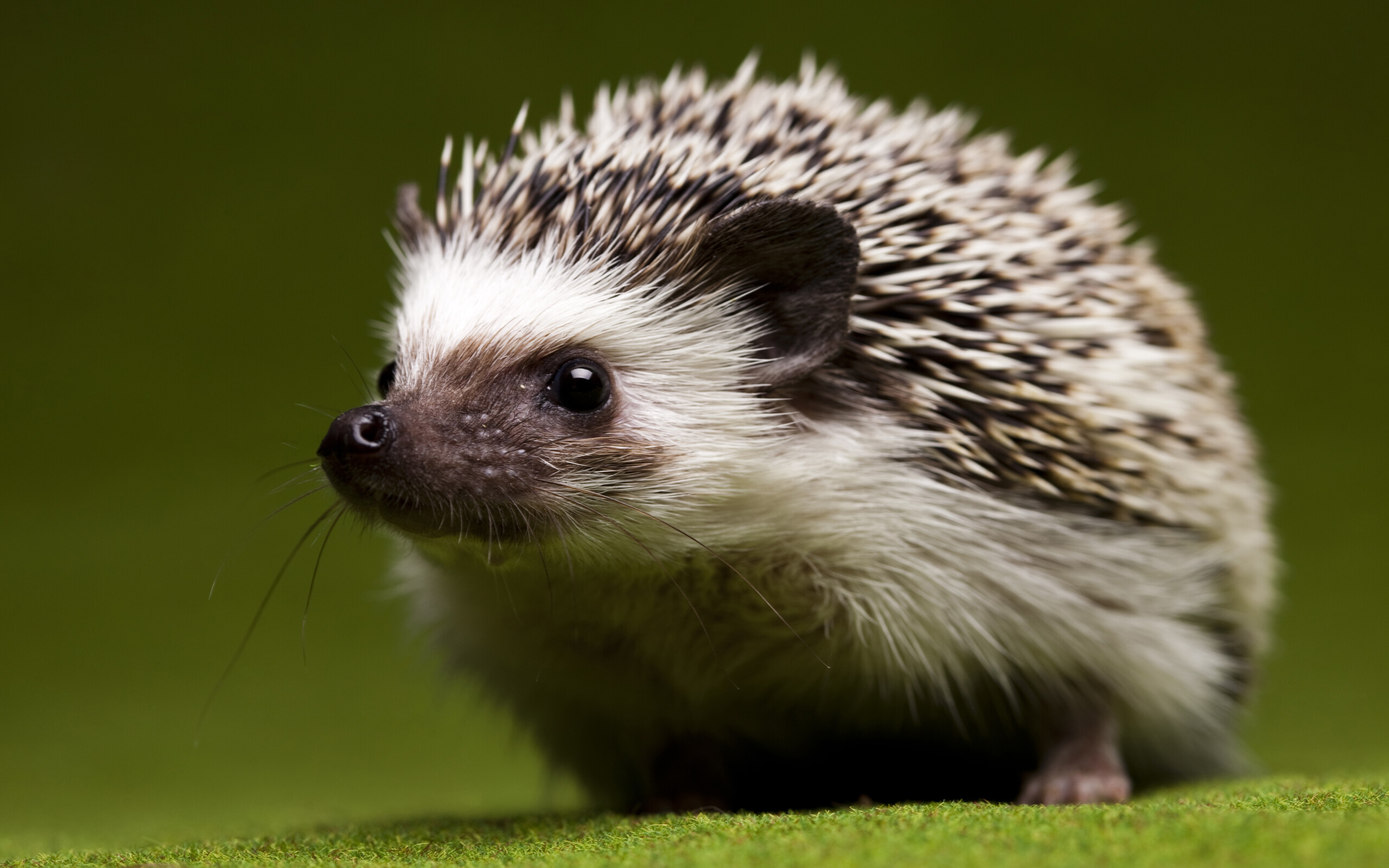 Hedgehog, Multicolored hedgehog, Vibrant quills, Nature's masterpiece, 2560x1600 HD Desktop