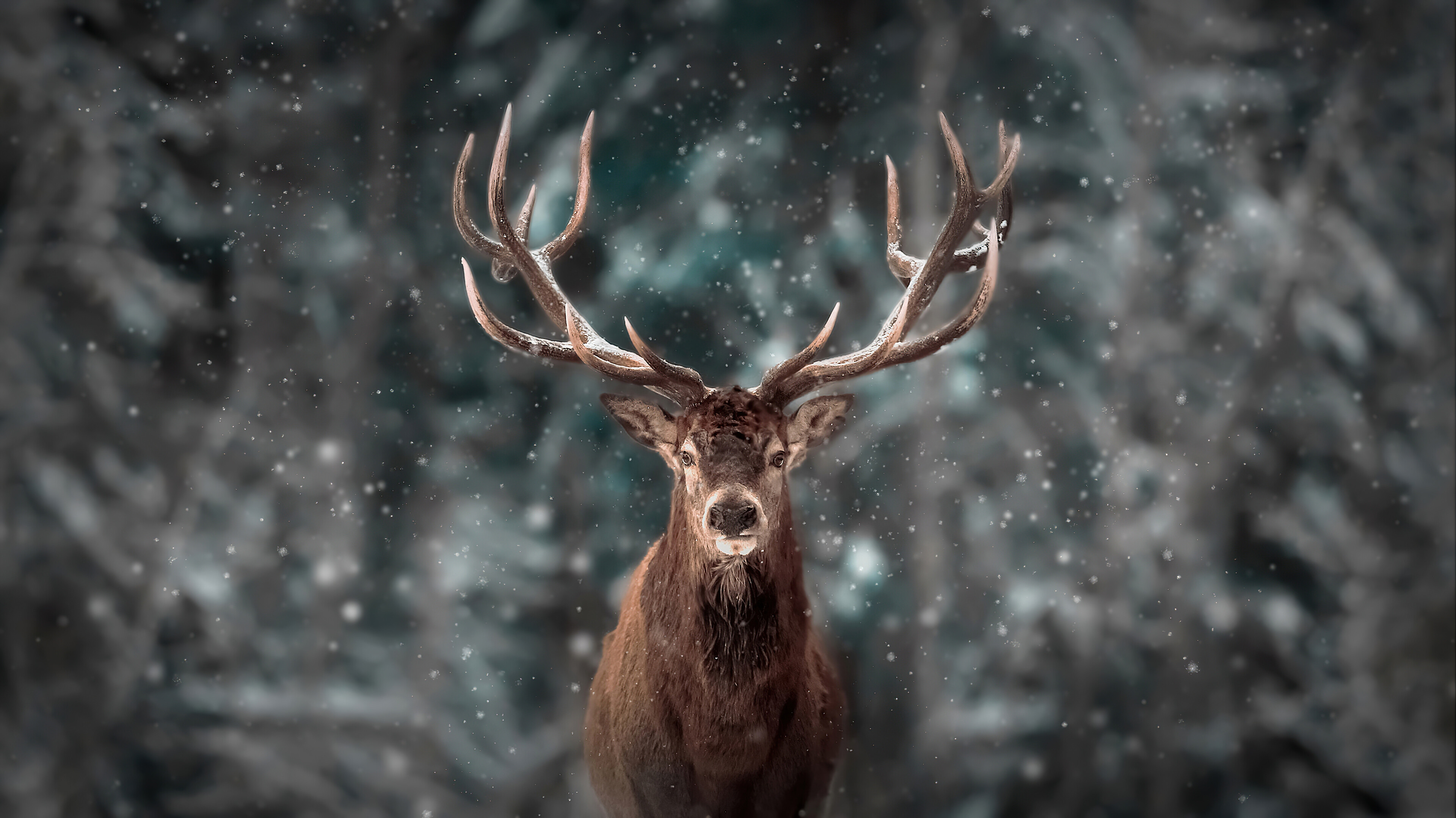 Snow, Reindeers Wallpaper, 3840x2160 4K Desktop