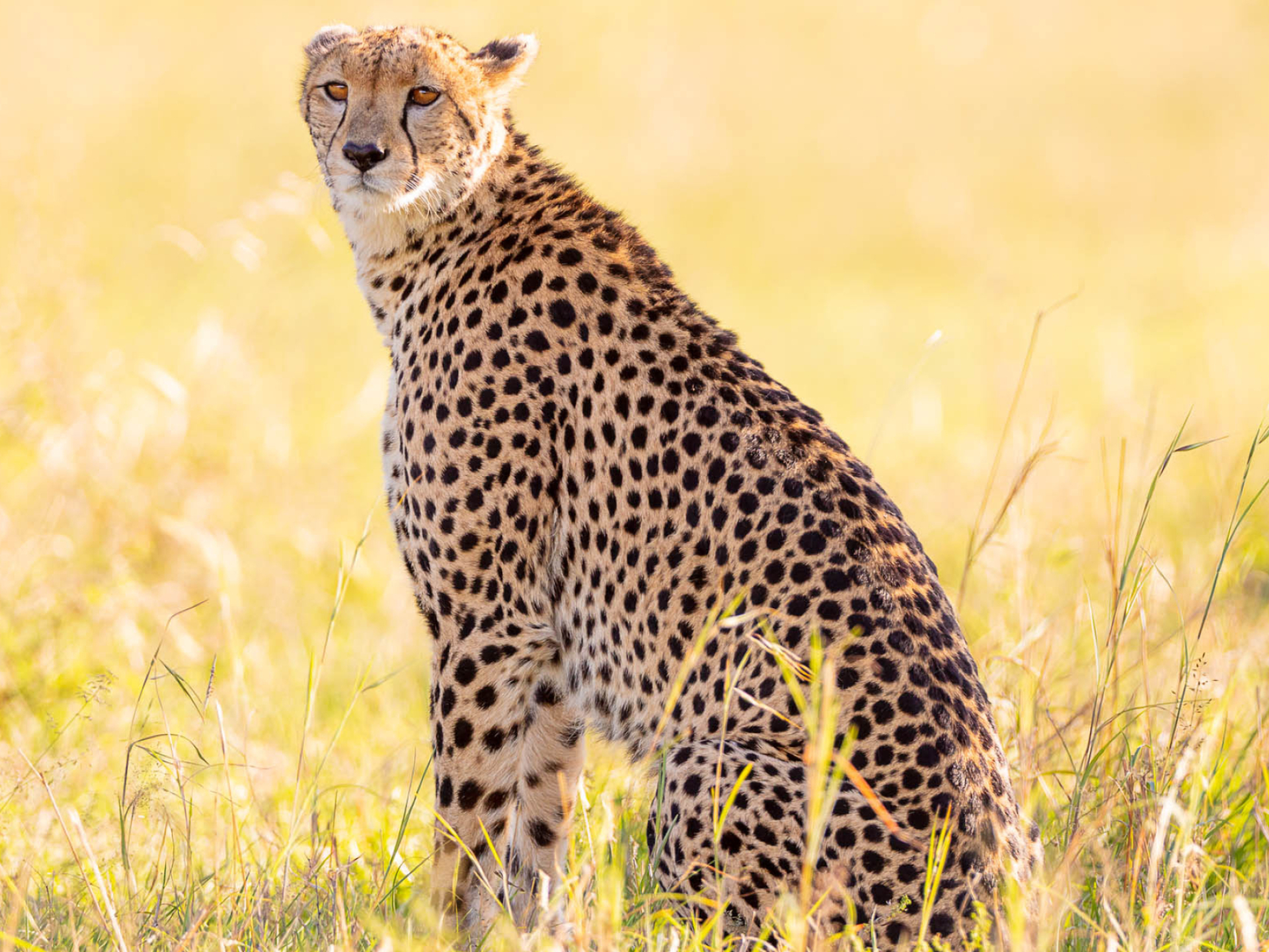 Cheetahs, G U Neukamp Photography, 1920x1440 HD Desktop