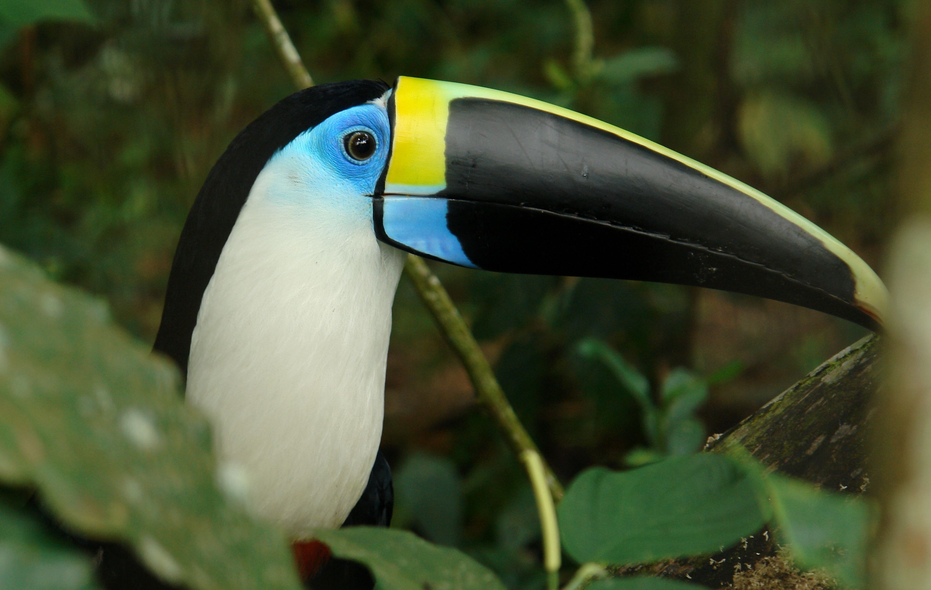 White-throated, Toucans Wallpaper, 3170x2010 HD Desktop