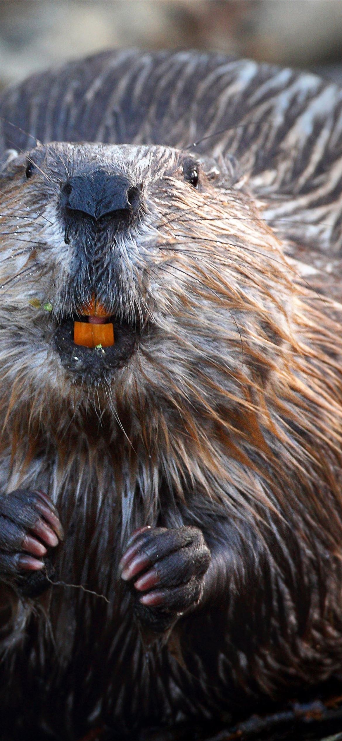 Beaver iPhone wallpapers, Mobile backgrounds, Screensaver images, High-resolution, 1170x2540 HD Phone