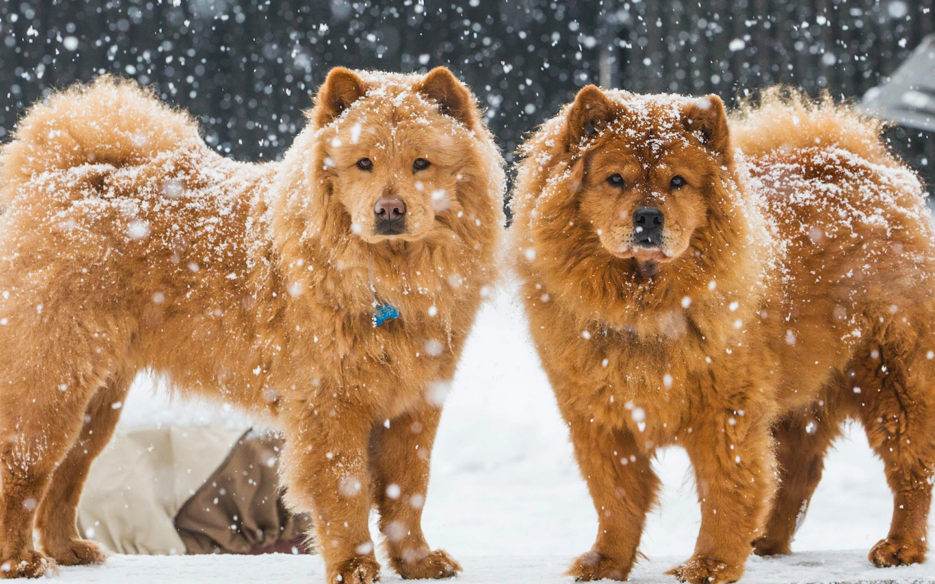 Chow Chow dogs wallpaper, Widescreen desktop, Full HD resolution, 1920x1200 HD Desktop