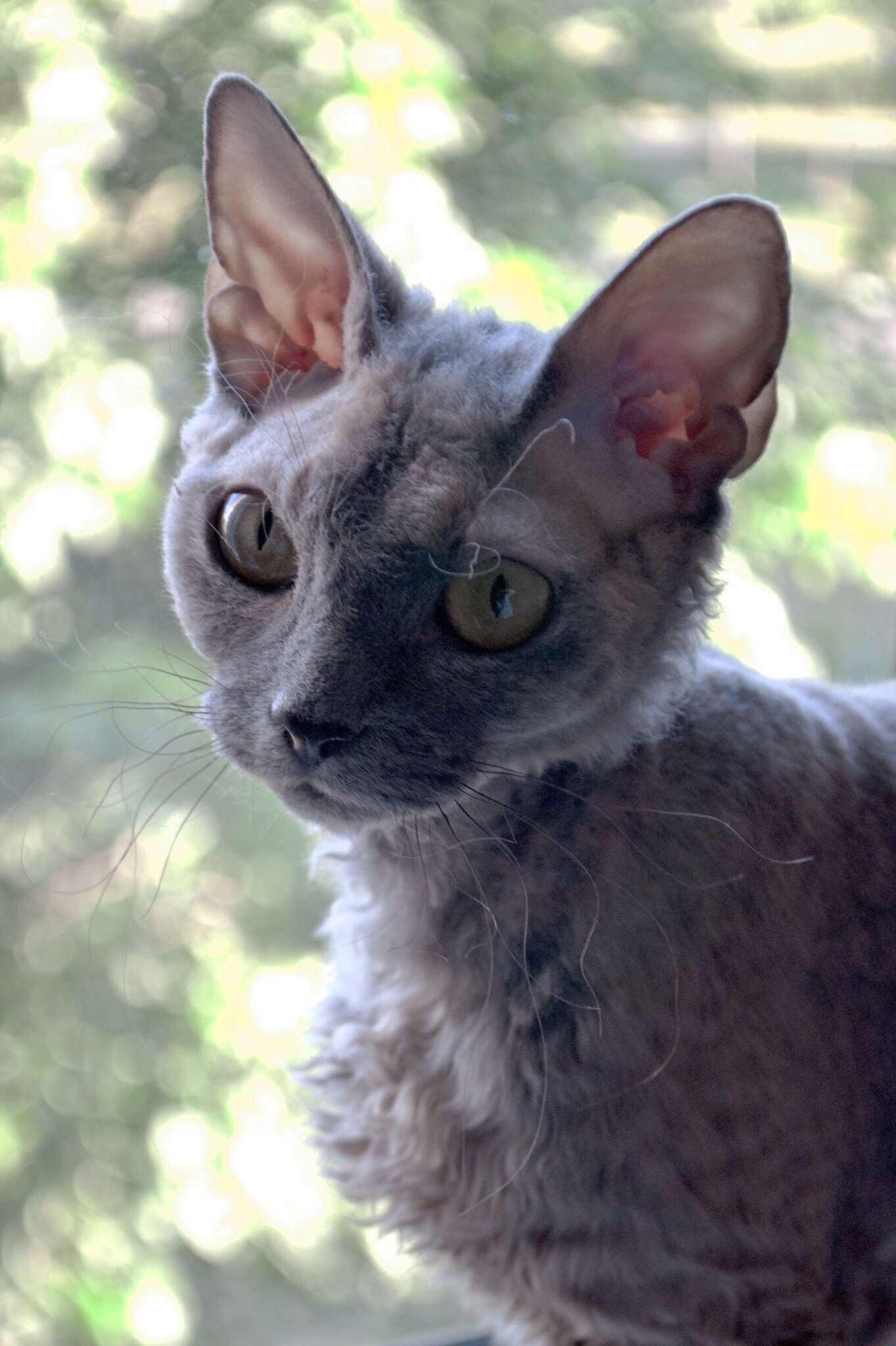 Devon Rex, Soft and silky, Loving temperament, Inquisitive nature, 1370x2050 HD Phone