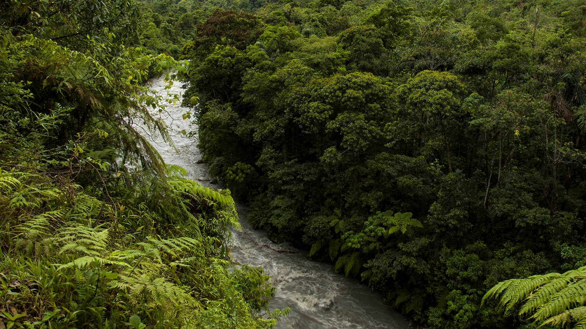 Manu National Park, Spirit of nature, Responsible travel, Peru, 1920x1080 Full HD Desktop