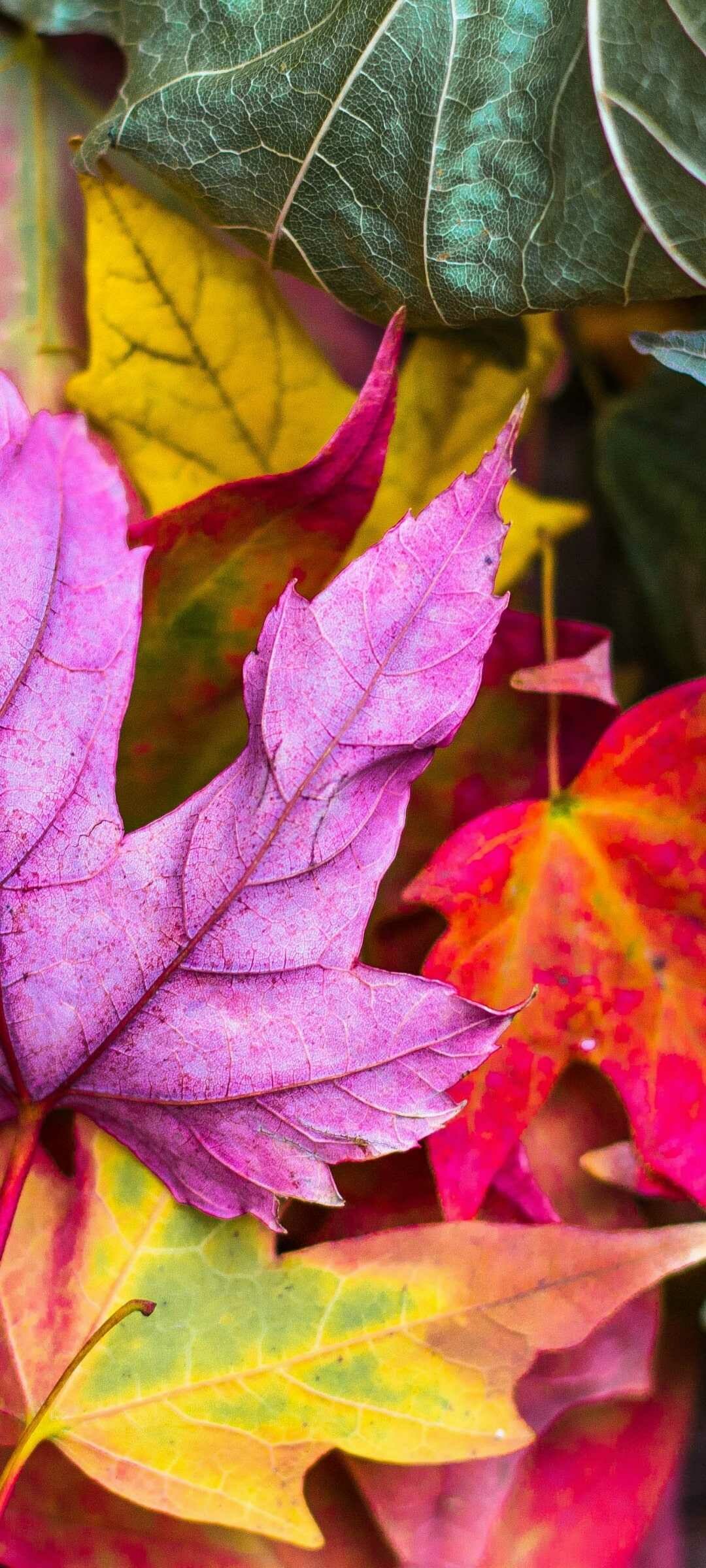 Autumn leaf, Wallpaper, Nature, Fall, 1080x2400 HD Phone