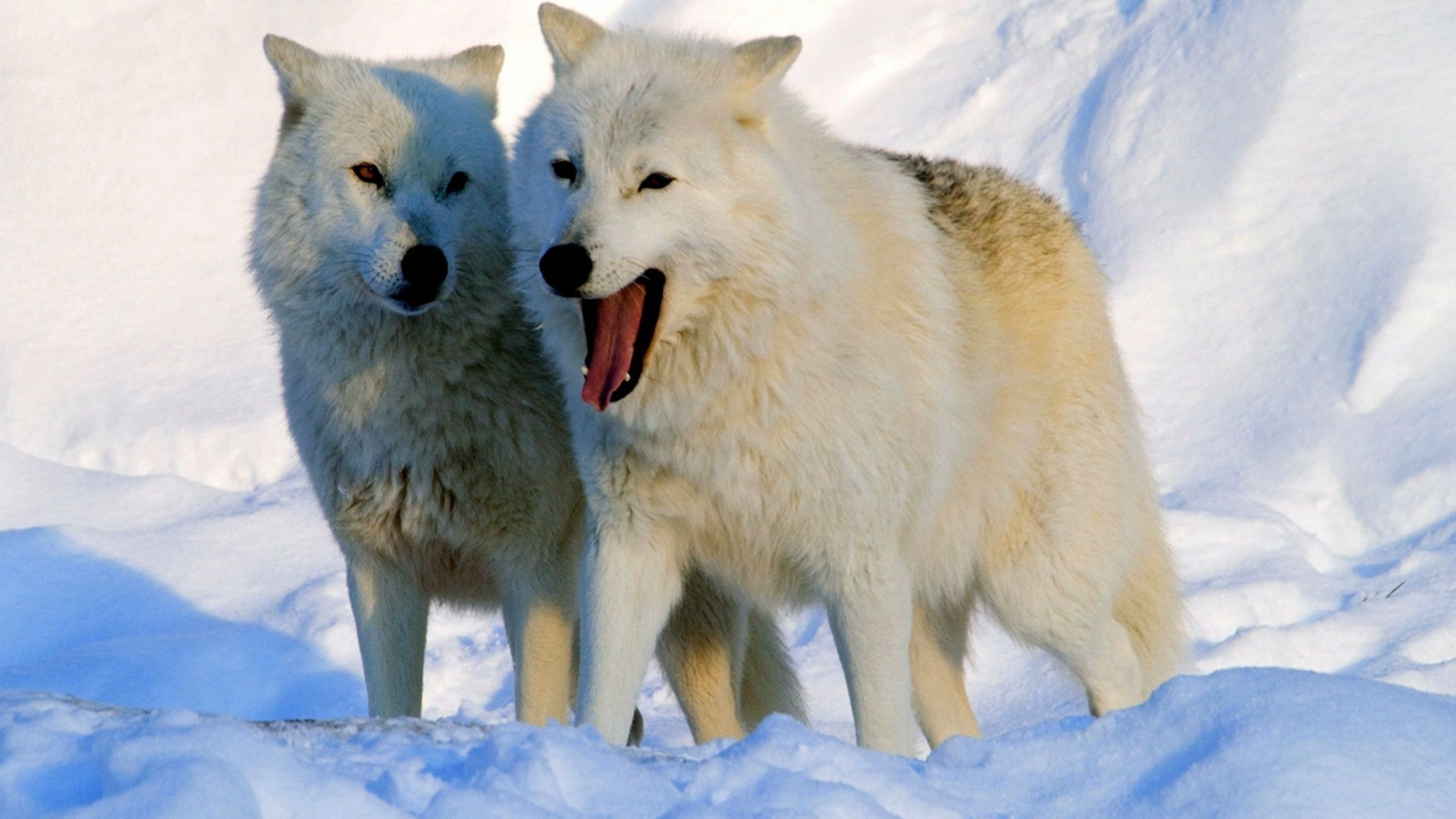 Dynamic arctic wolf, Striking visuals, Wallpaper perfection, Visual delight, 2560x1440 HD Desktop