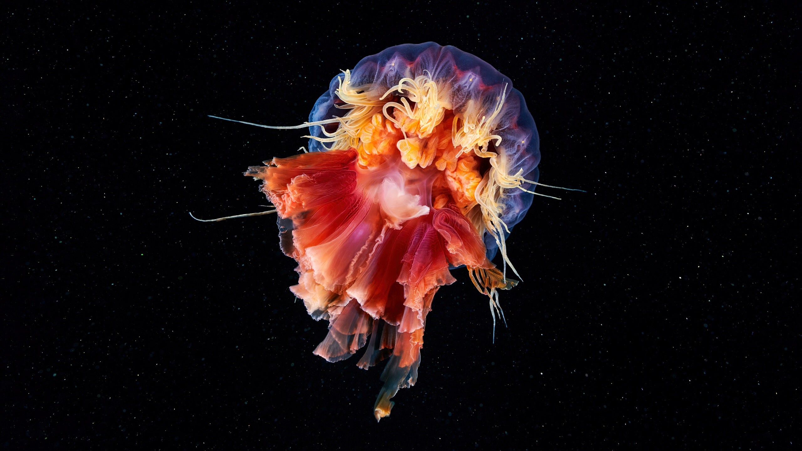 Jellyfish wallpaper, Cyanea capillata, Majestic animals, Striking beauty, 2560x1440 HD Desktop