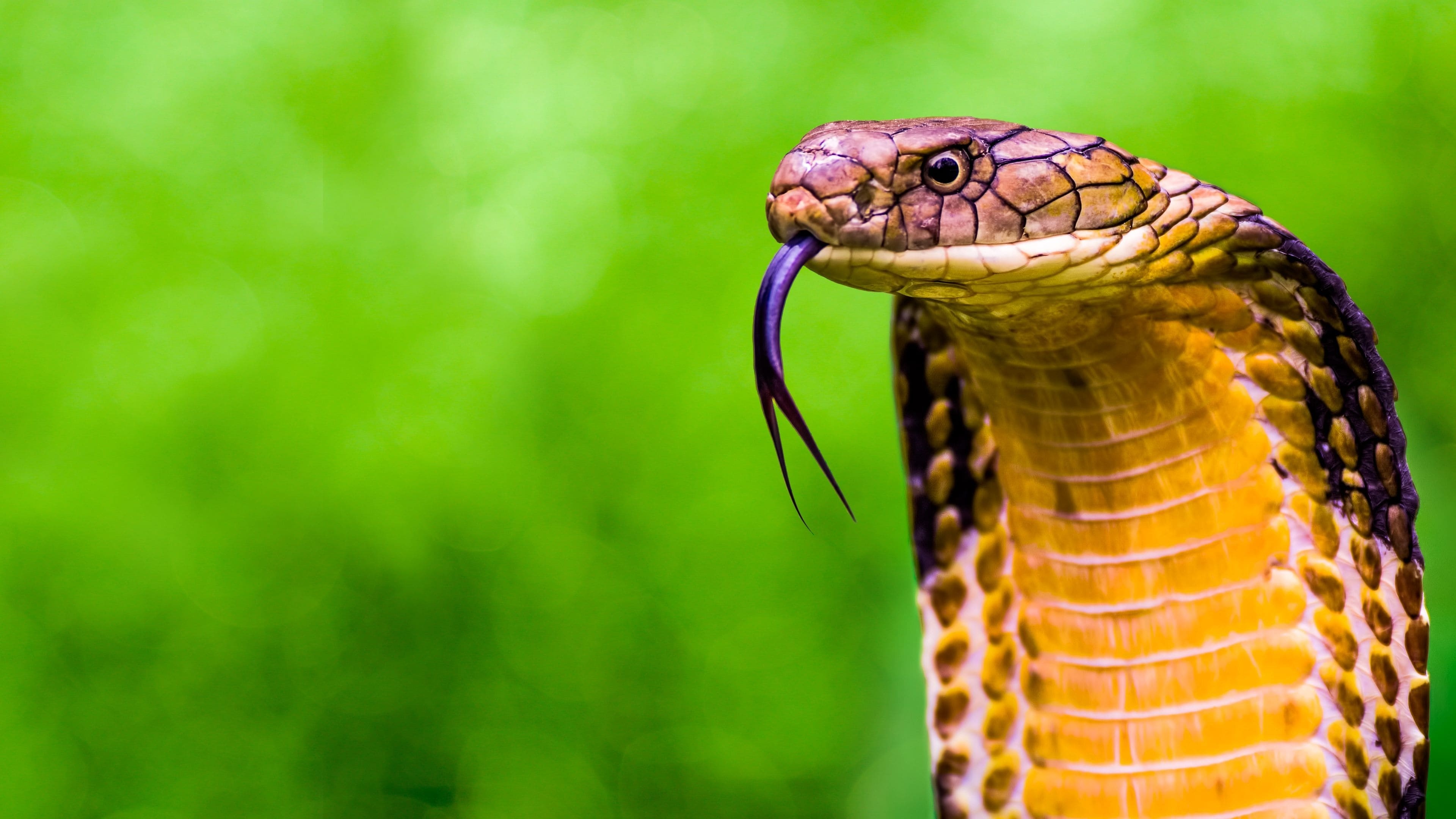 King Cobra, Secrets uncovered, Enigmatic predator, Palomitacas documentary, 3840x2160 4K Desktop