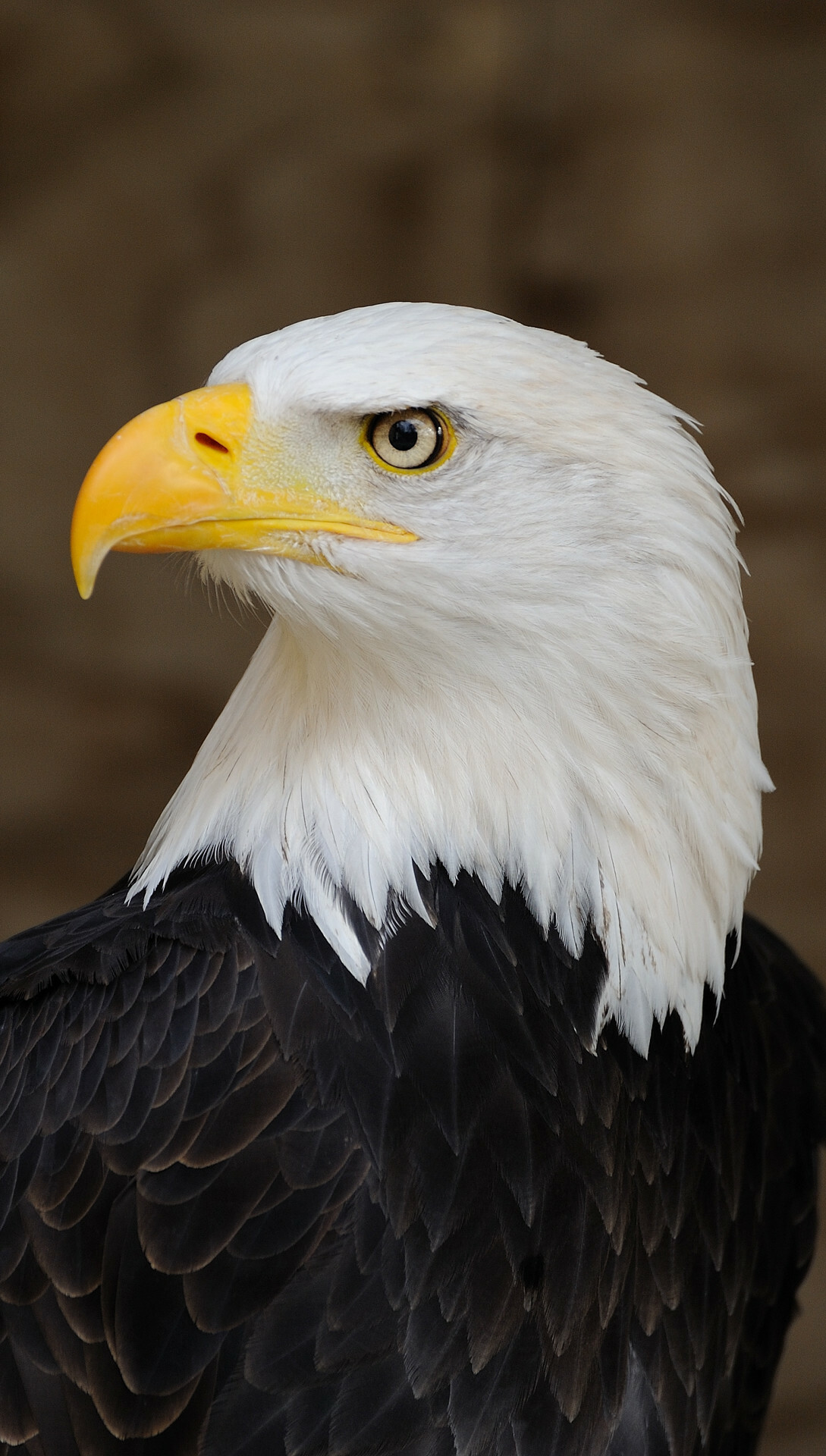 USA-themed eagle wallpapers, Eth 159 and brvbar 129 symbol, Captivating animals, WallpaperLion, 1090x1920 HD Phone