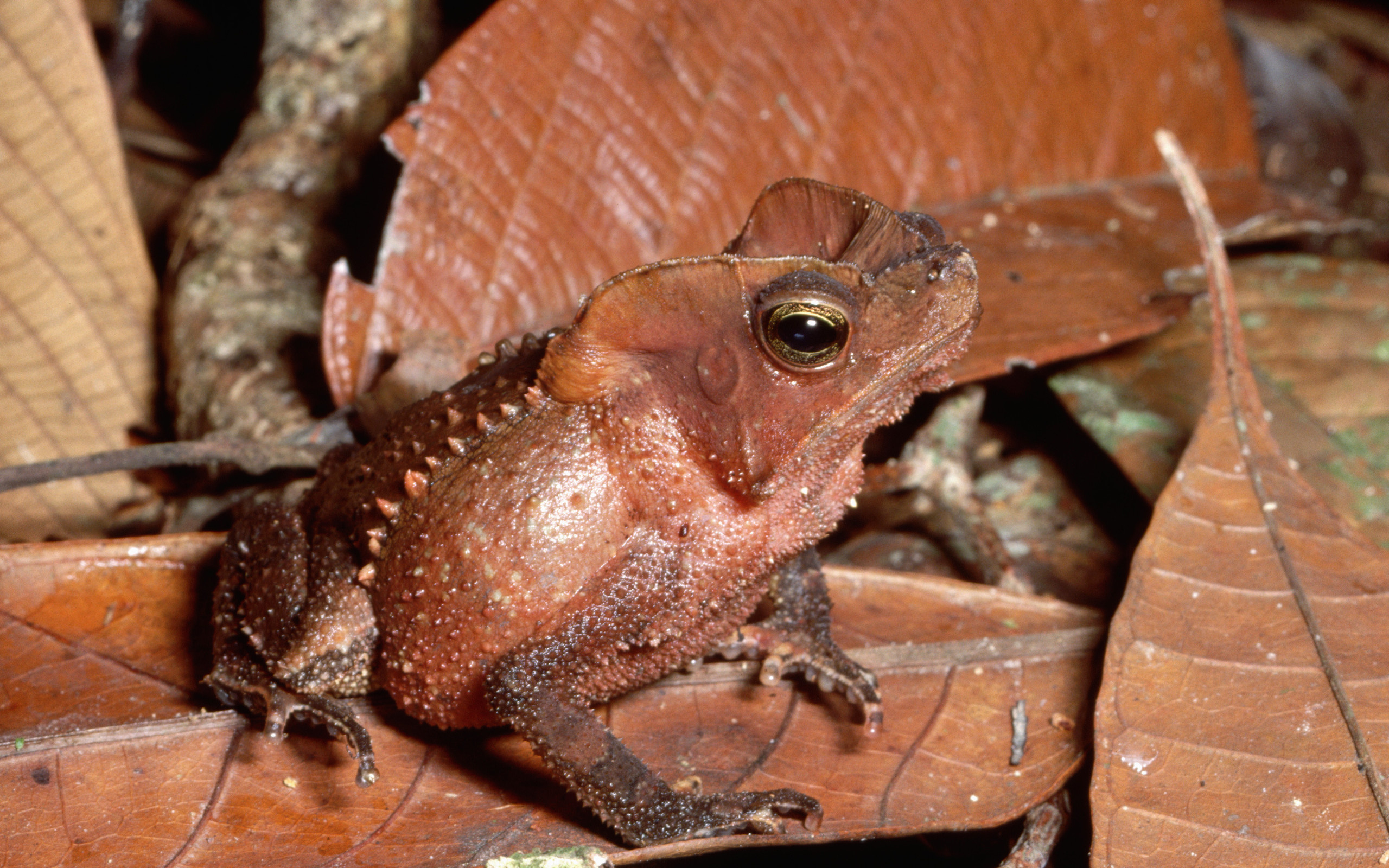 Toad wallpapers, Intricate designs, Toad species, Nature's serenity, 2560x1600 HD Desktop