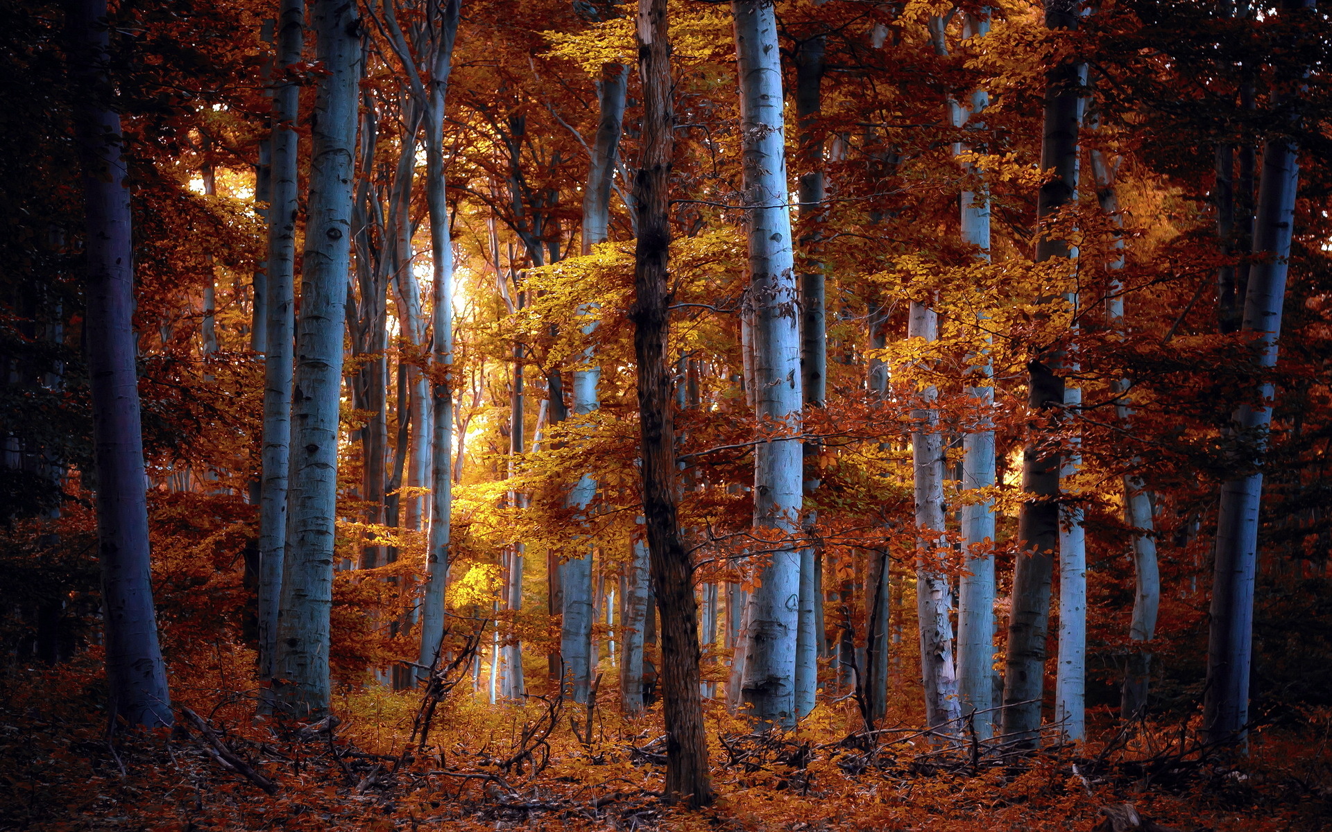 Birch Tree, Nature, Forest, Wallpaper, 1920x1200 HD Desktop