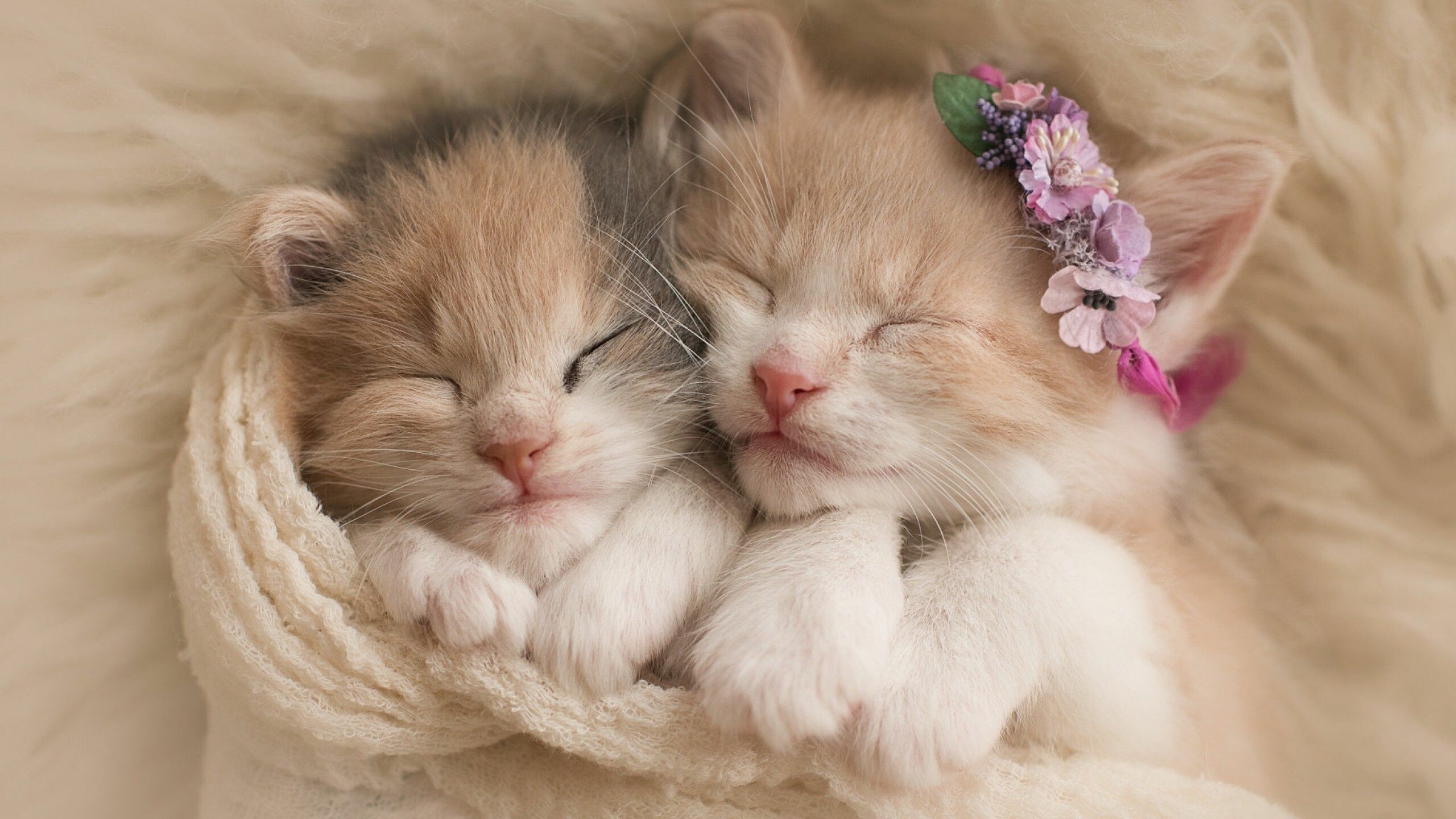 Kitten, newborn kitten, cute pet, lovable, 2560x1440 HD Desktop