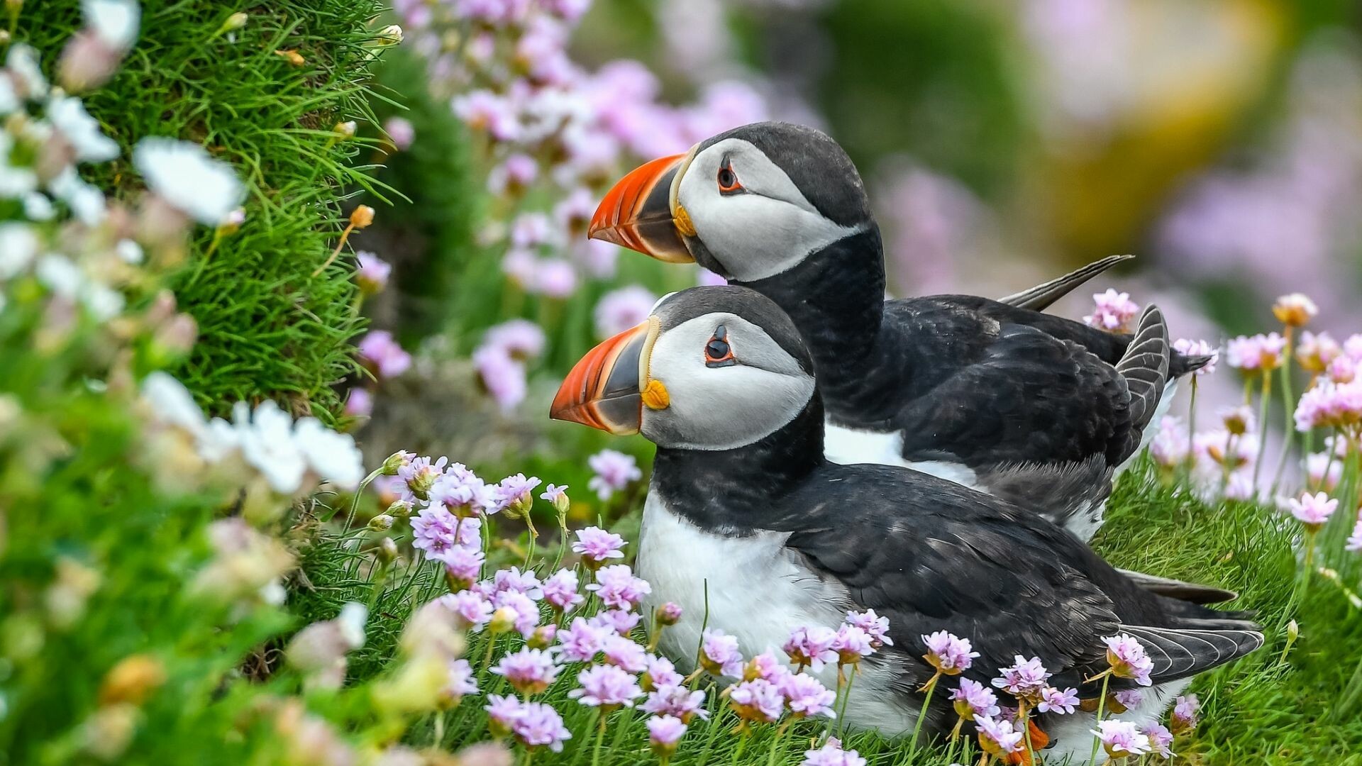 Beautiful puffins bird wallpaper, Colorful feathers, Coastal habitat, Stunning avian species, 1920x1080 Full HD Desktop