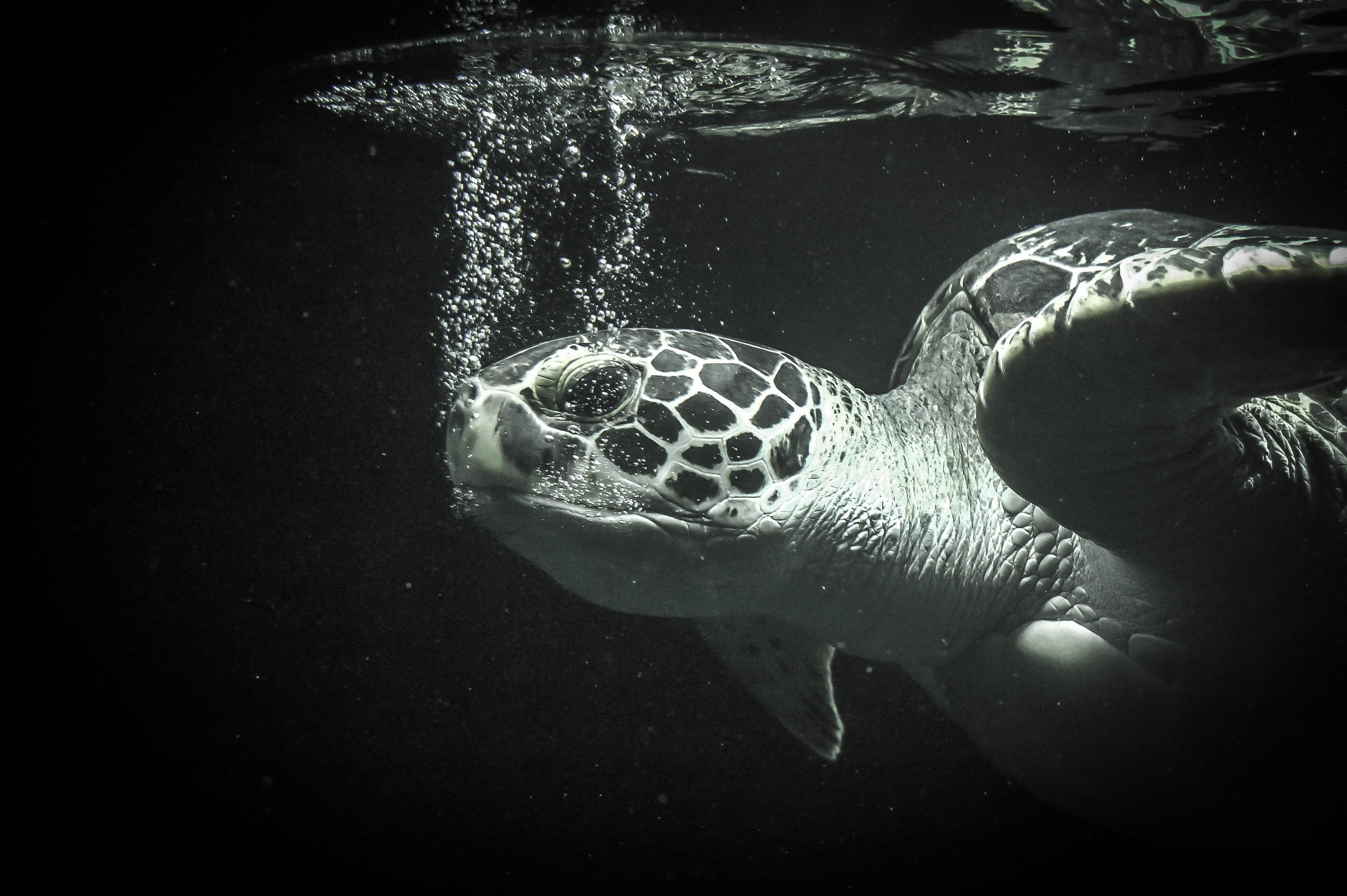 Turtle, Black turtle wallpapers, Dark-themed, Mystery and elegance, 3010x2000 HD Desktop