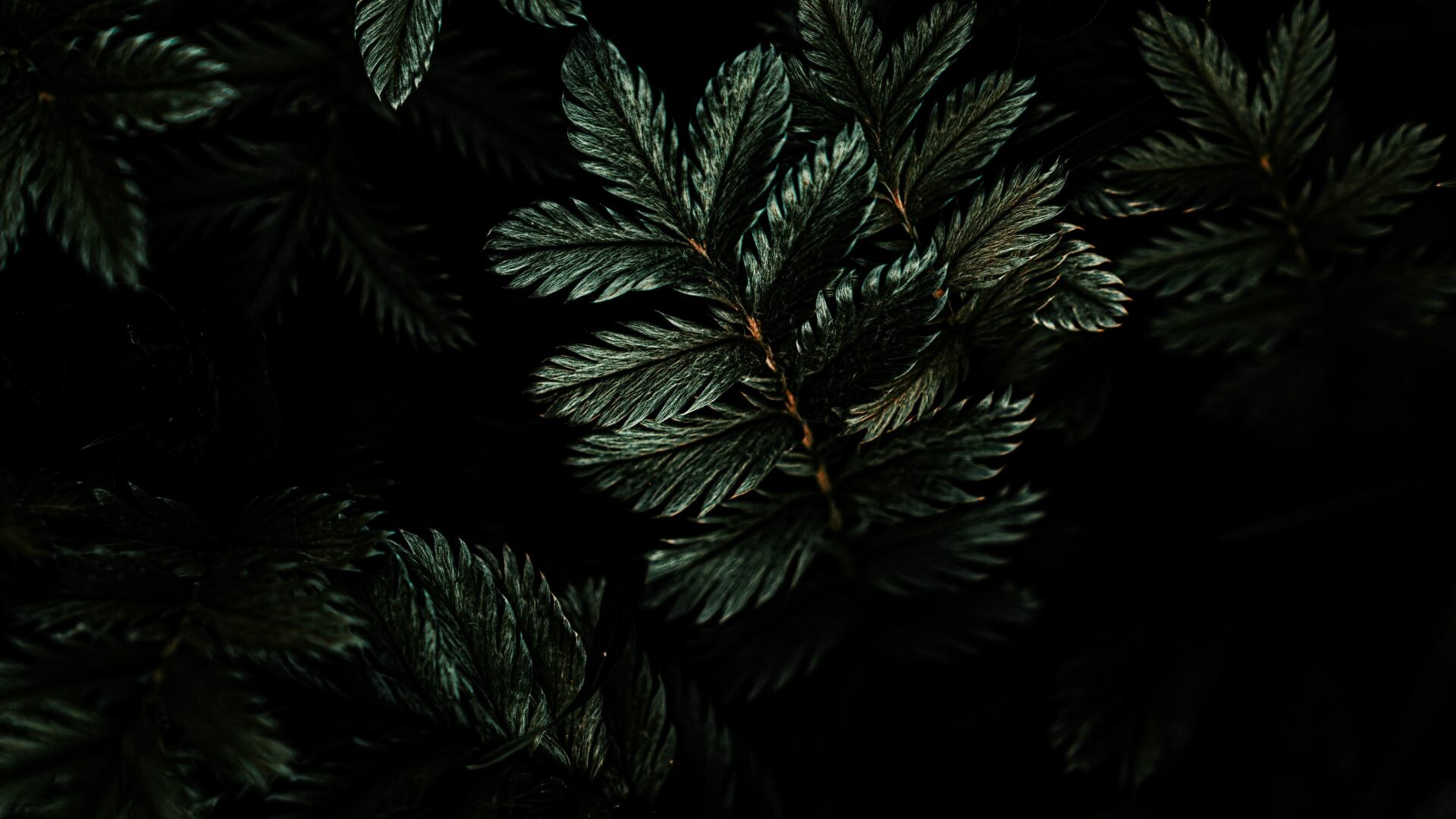 Dark and mysterious, Branches and leaves, Moody atmosphere, Nature's shadows, 1920x1080 Full HD Desktop